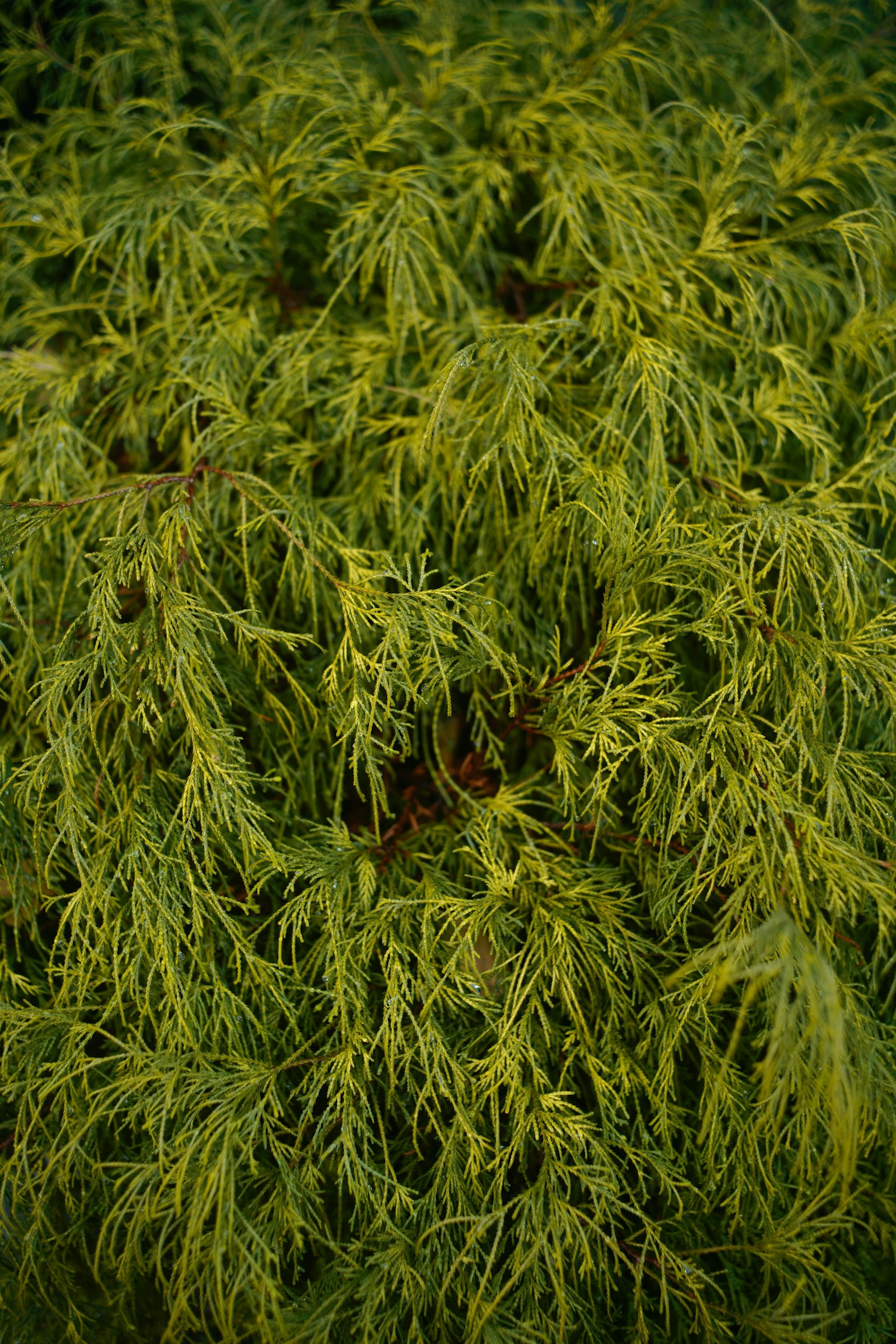 Patrón denso de hojas verdes en una planta