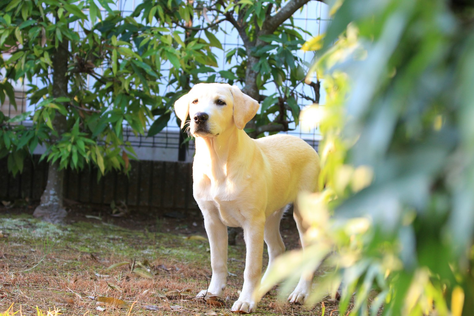 在花园里站着的黄色拉布拉多犬