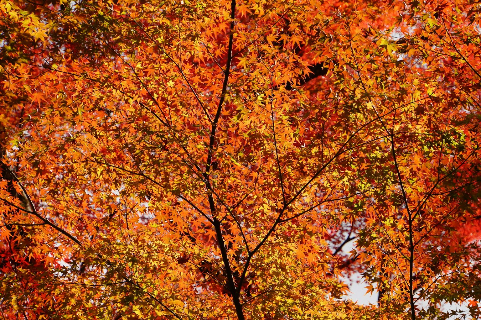 Foglie autunnali di un albero con colori vivaci arancioni e gialli