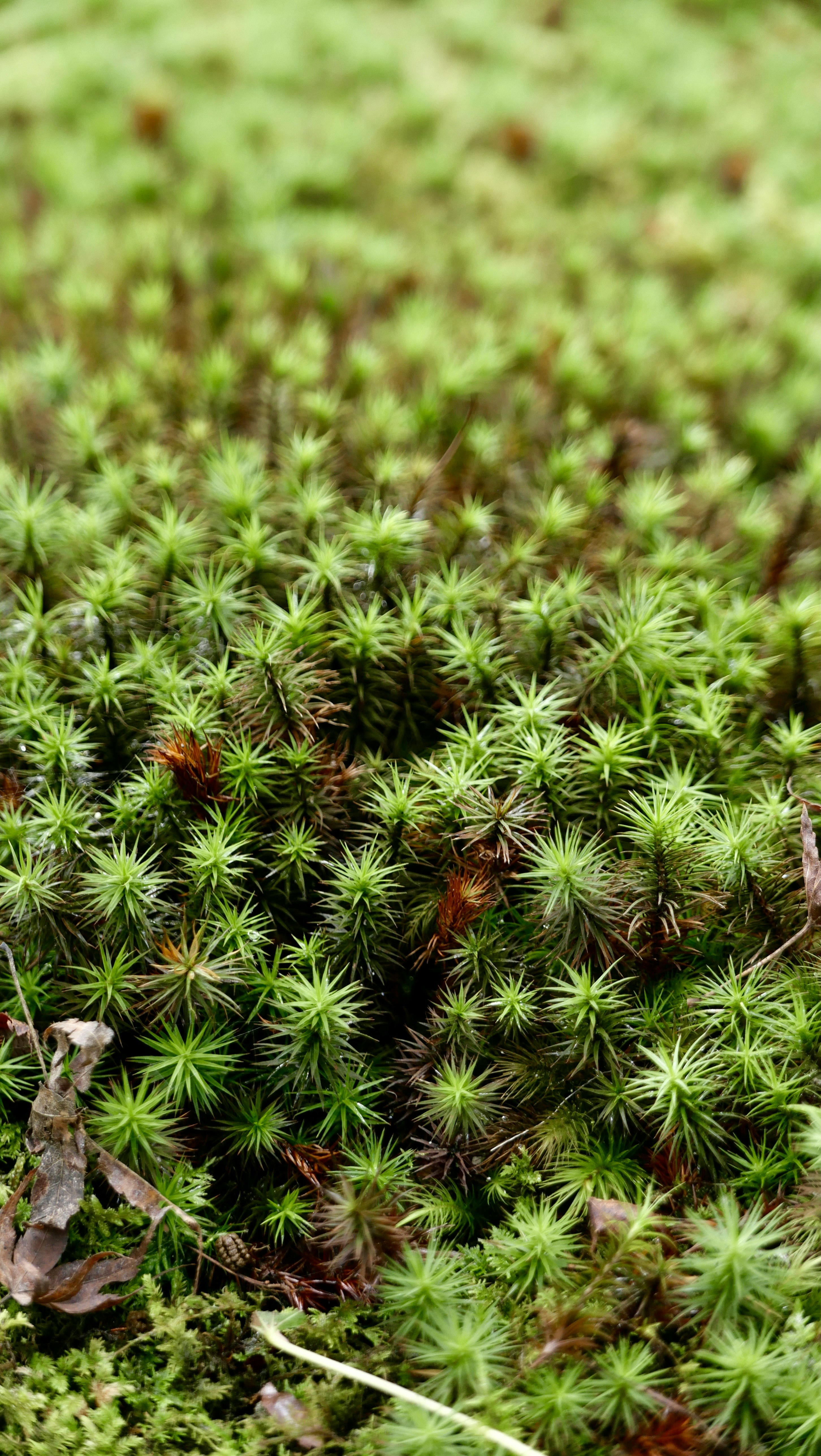 苔の群生と小さな芽が広がる地面のアップ