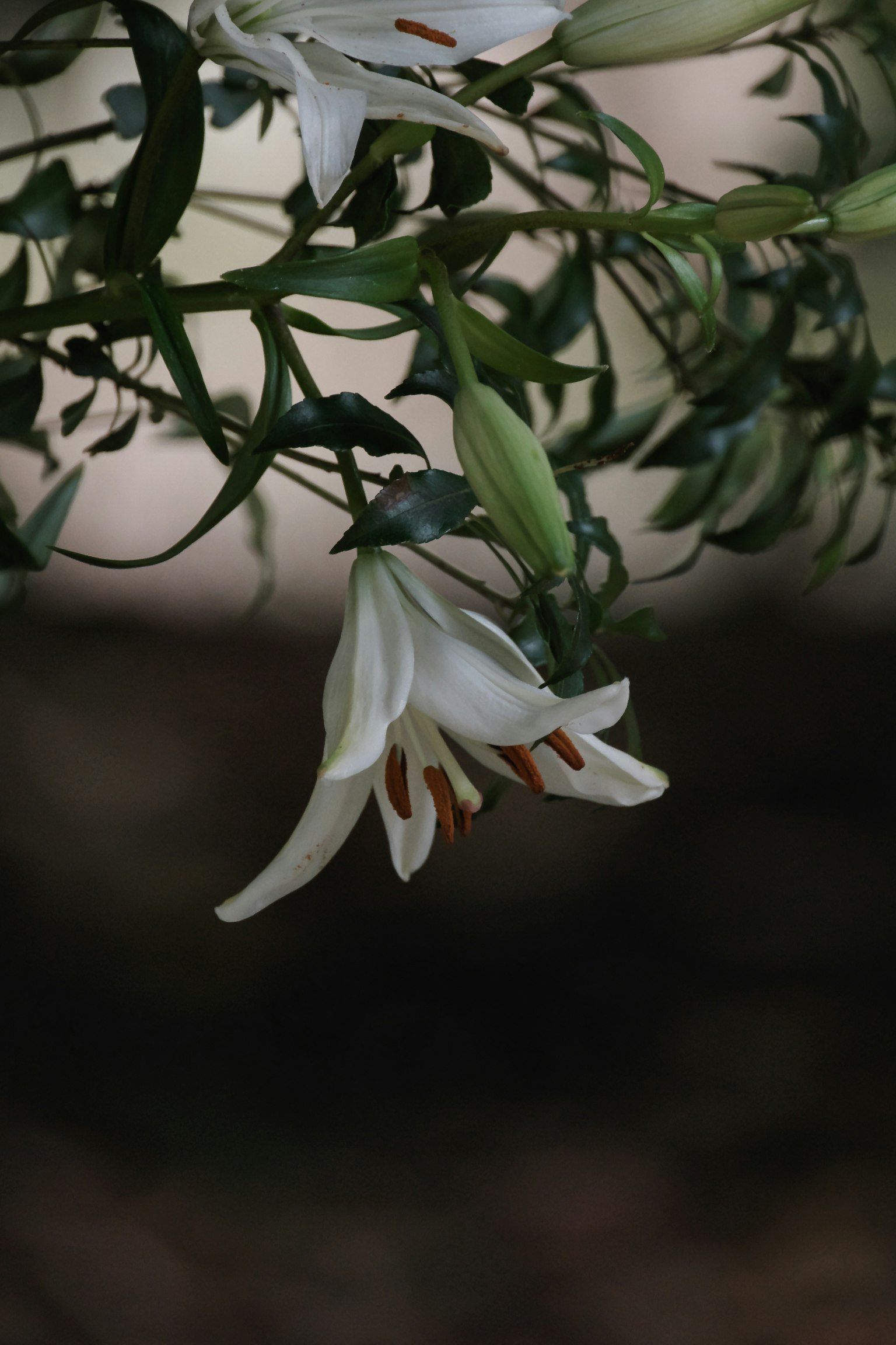 Eine weiße Lilienblüte umgeben von grünen Blättern