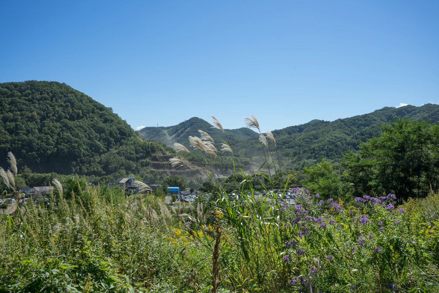 蓝天下的绿色山丘和野花的风景