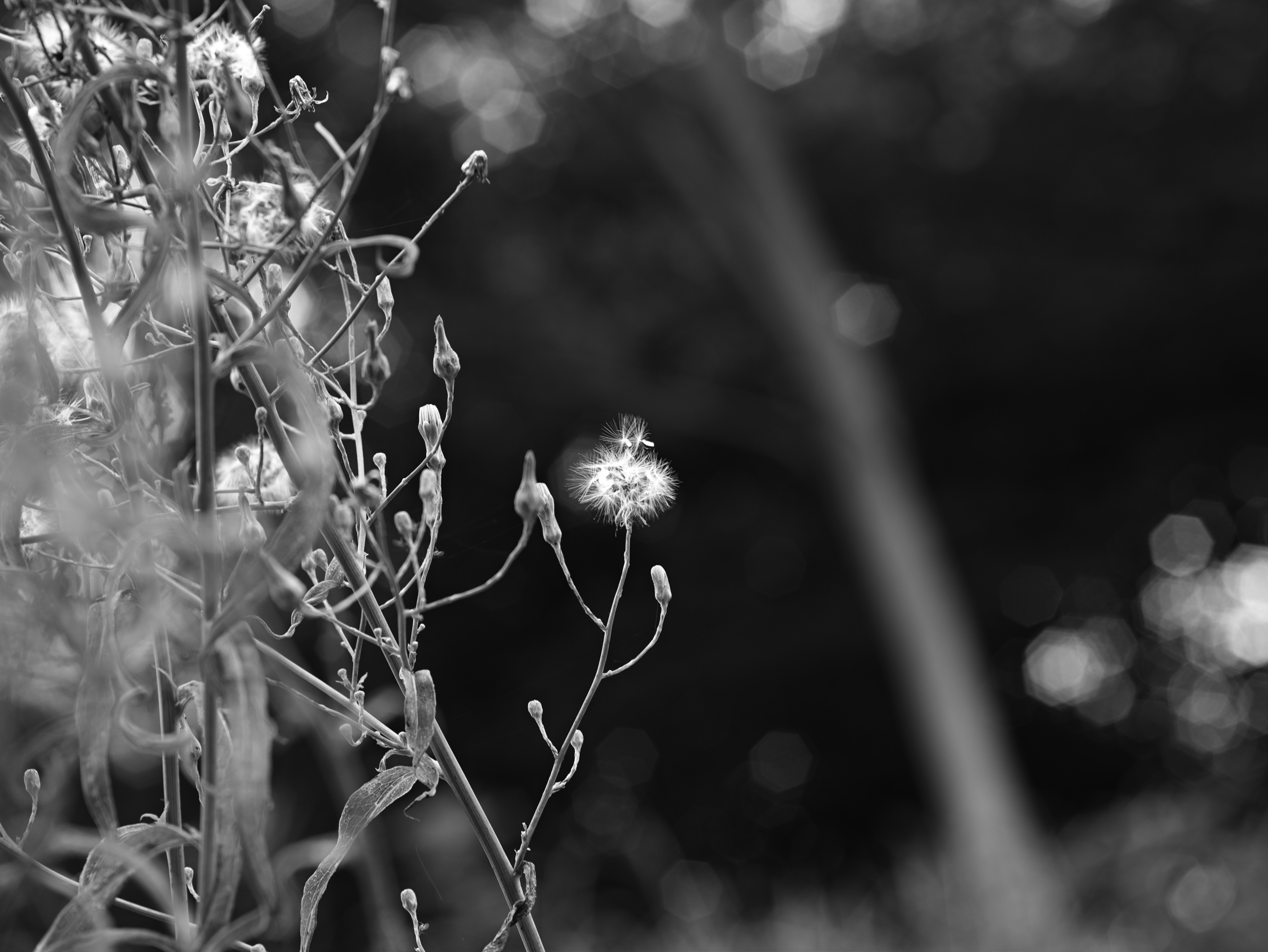 黑白特写：蓬松种子与花茎细节
