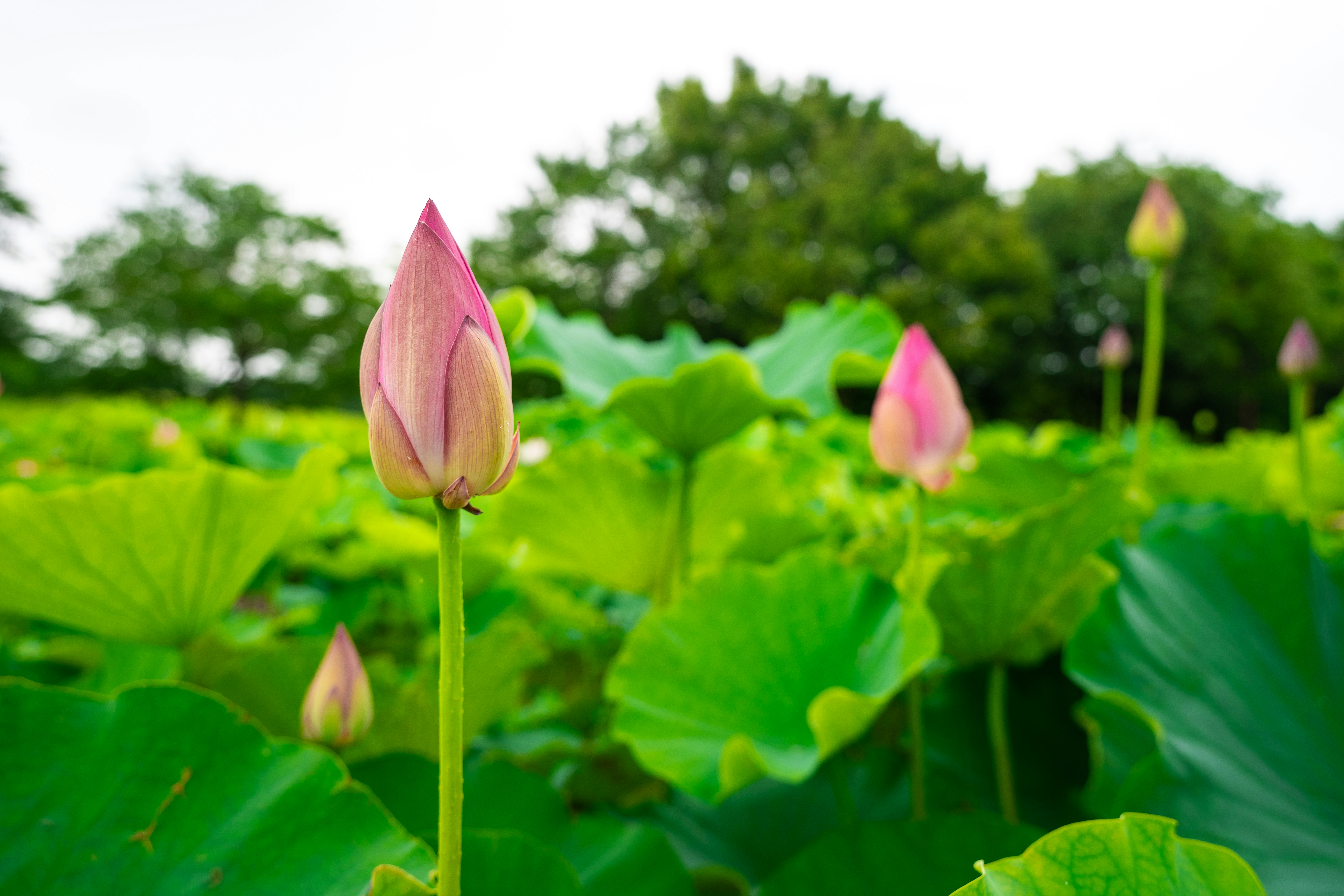 蓮花蕾在郁郁蔥蔥的綠葉間