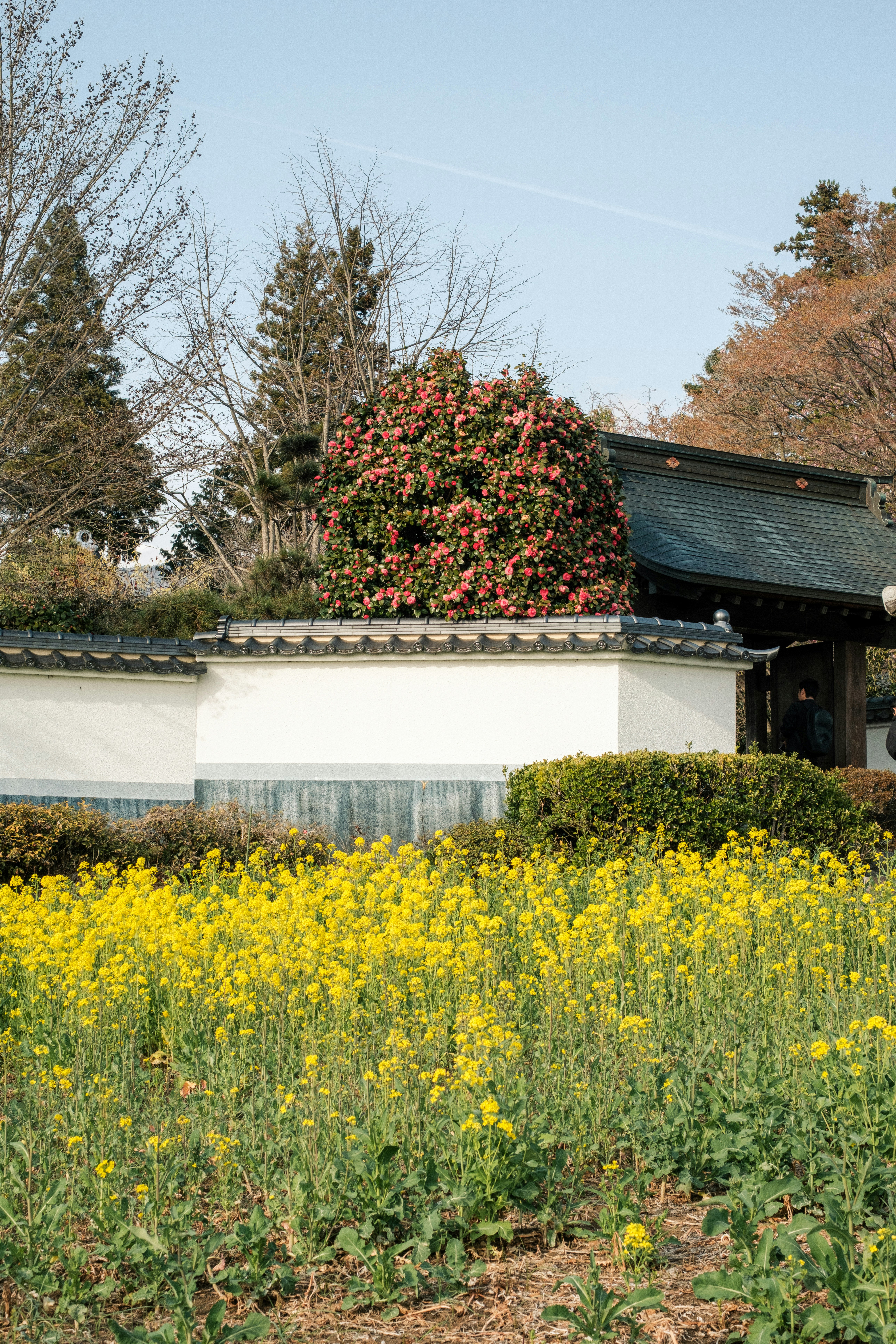 黄色い花畑と花木のある庭園の小屋