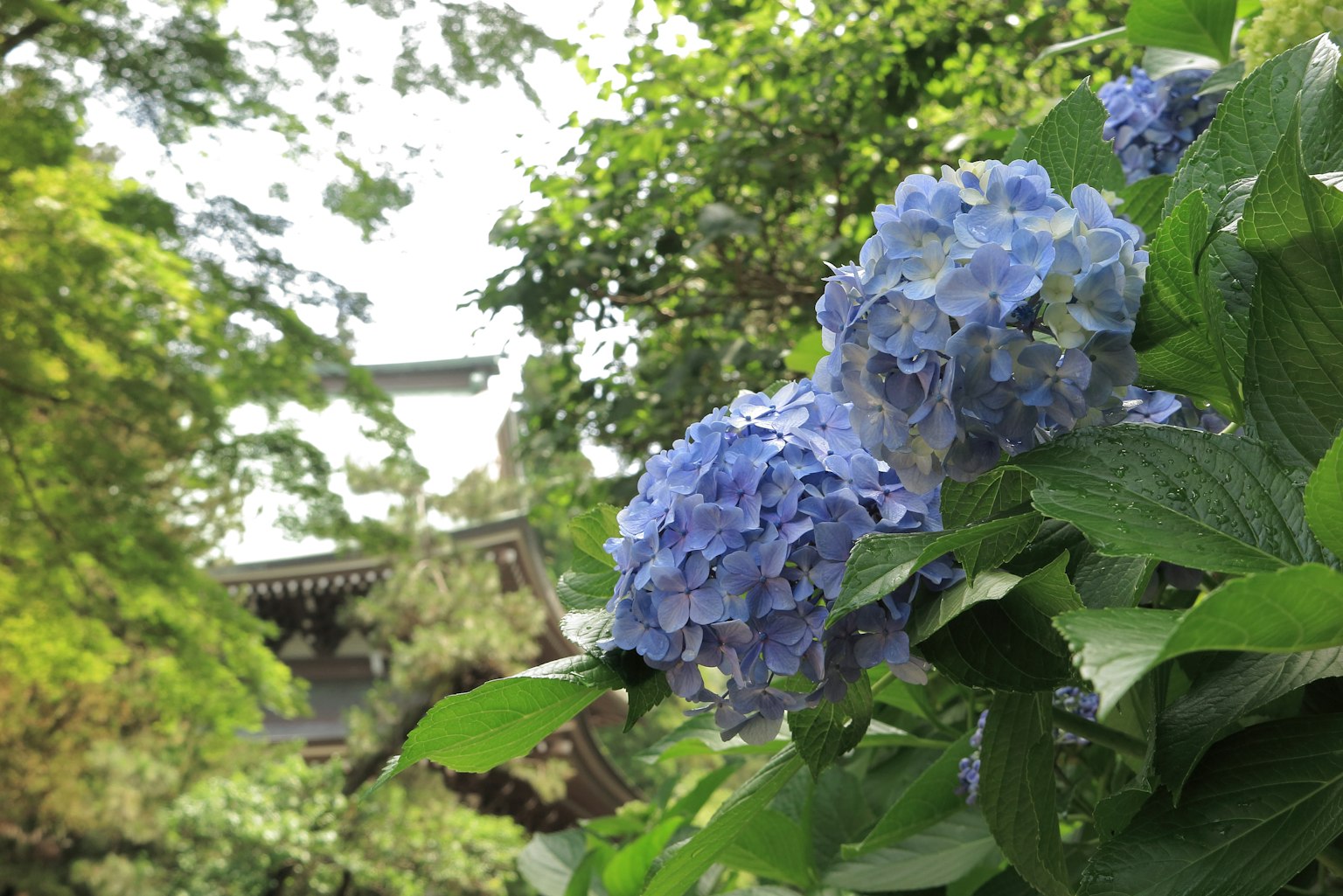 Fiori di ortensia blu circondati da foglie verdi in un giardino