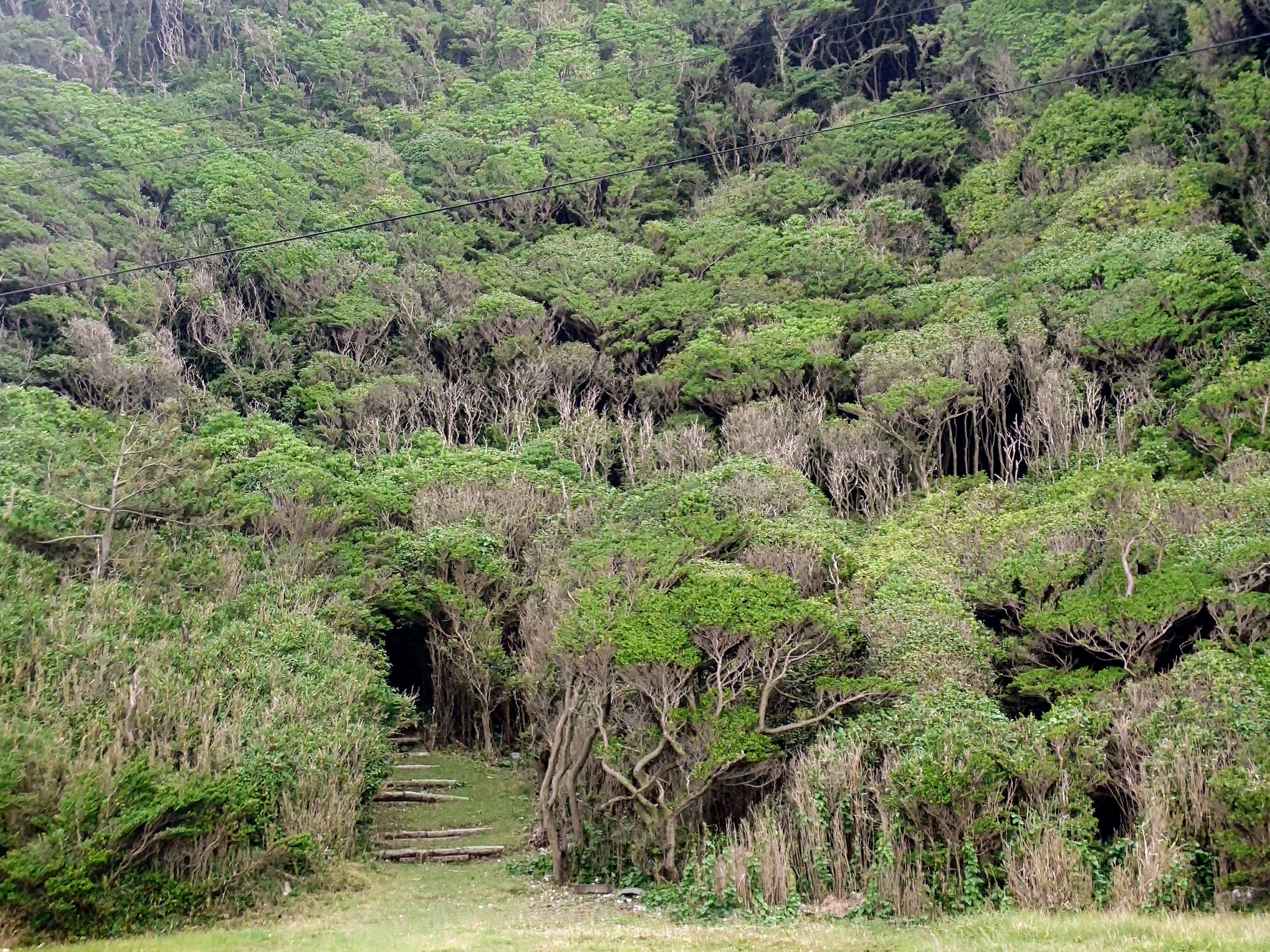 緑豊かな木々に囲まれた小道の風景