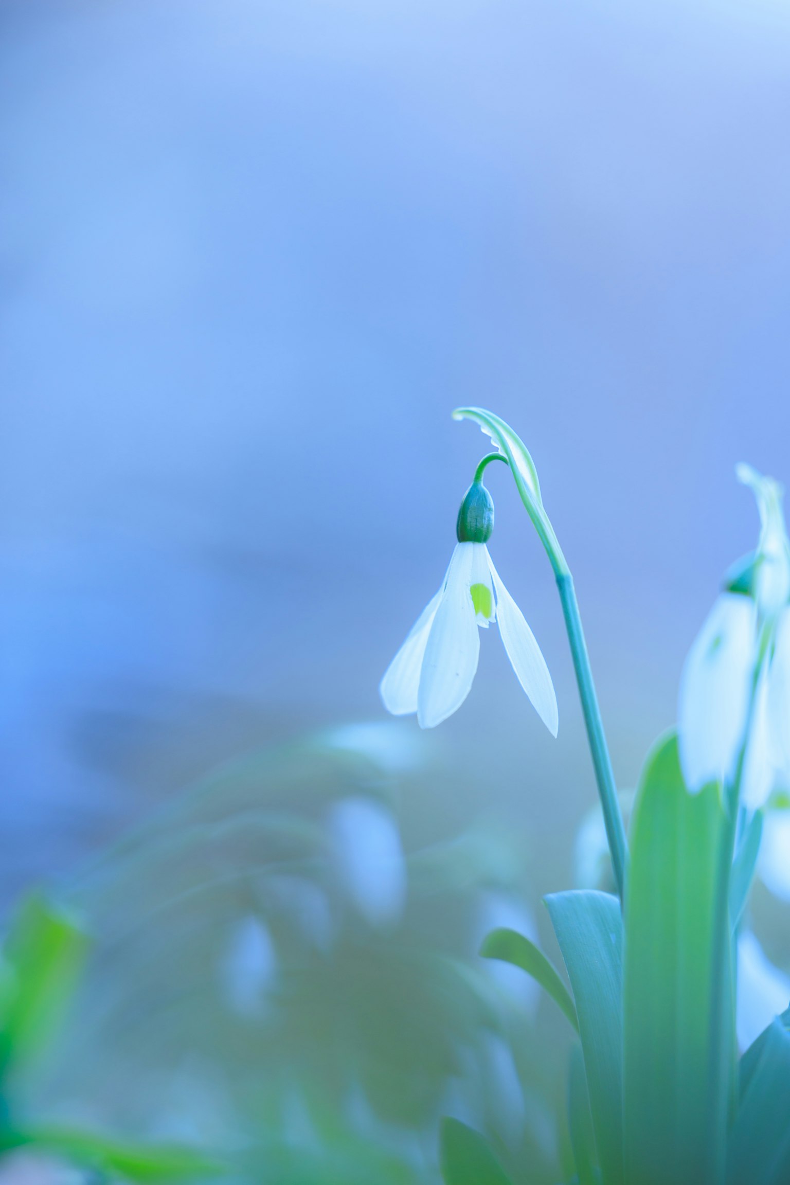 蓝色背景上的雪花莲花特写