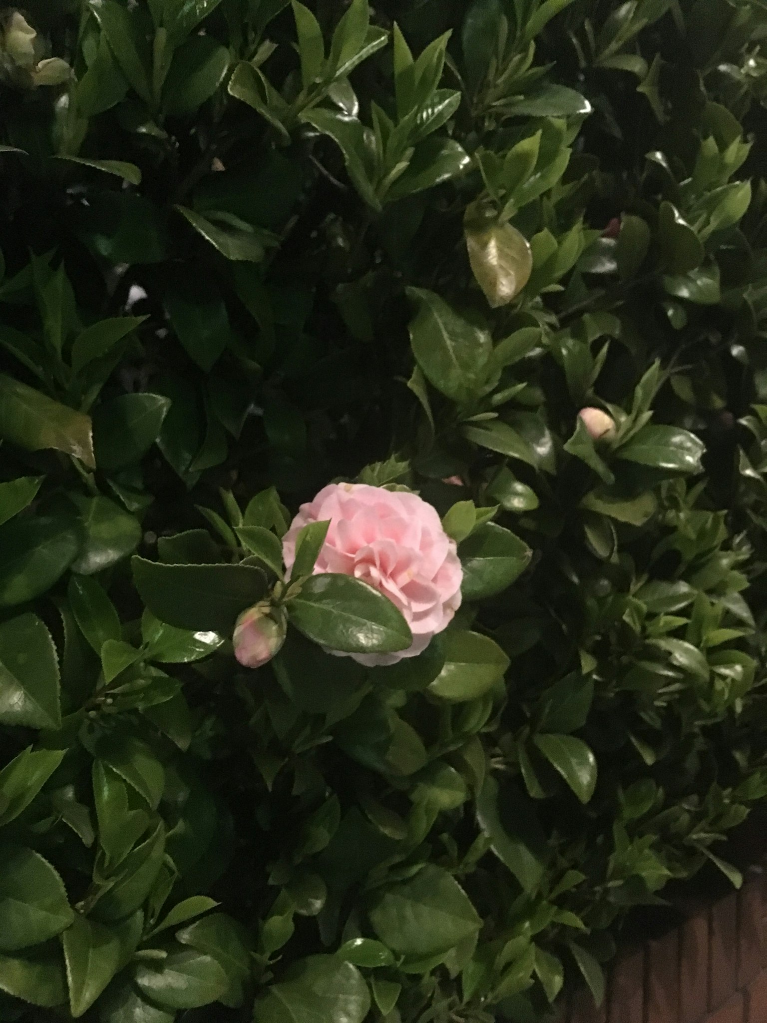 Una flor rosa y botones entre hojas verdes
