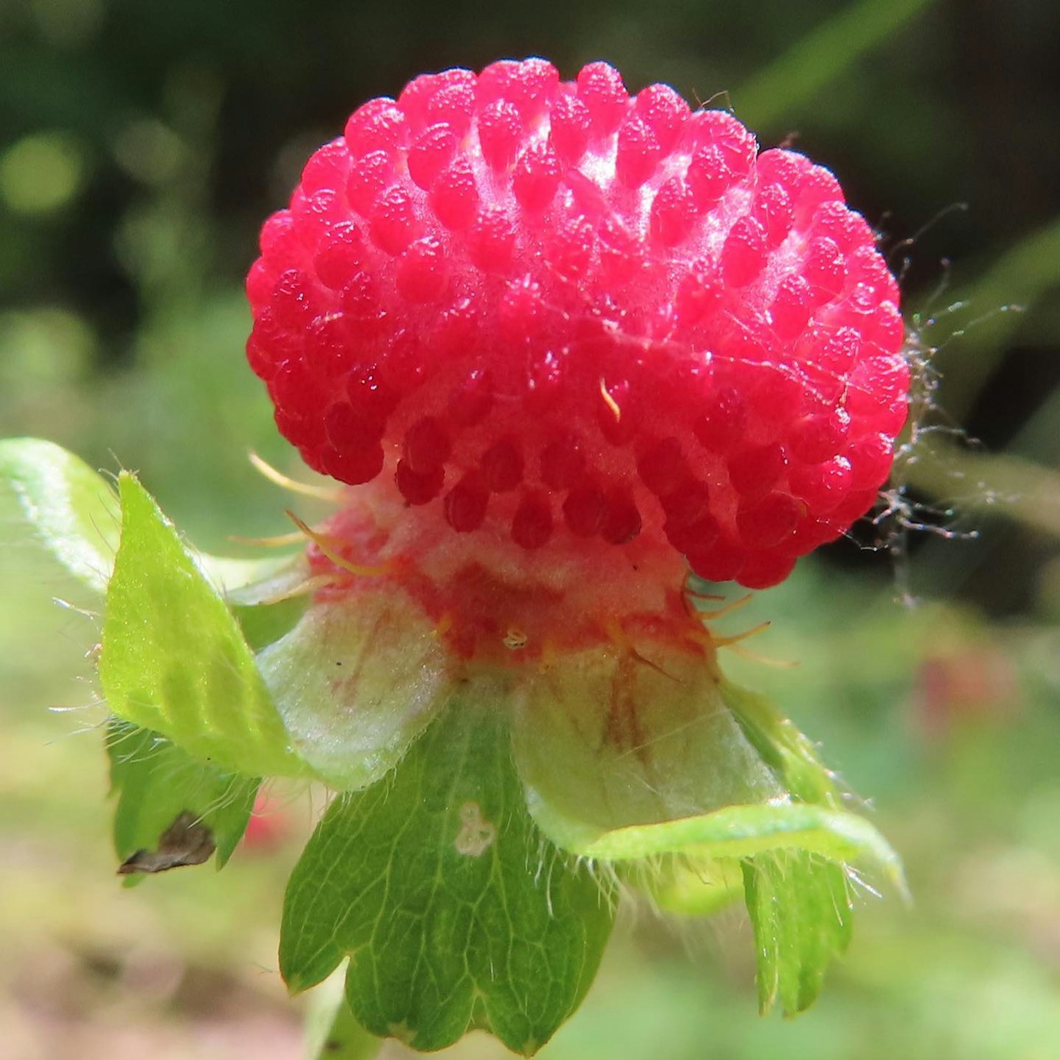 Close-up of a red fruit with textured surface and green leaves