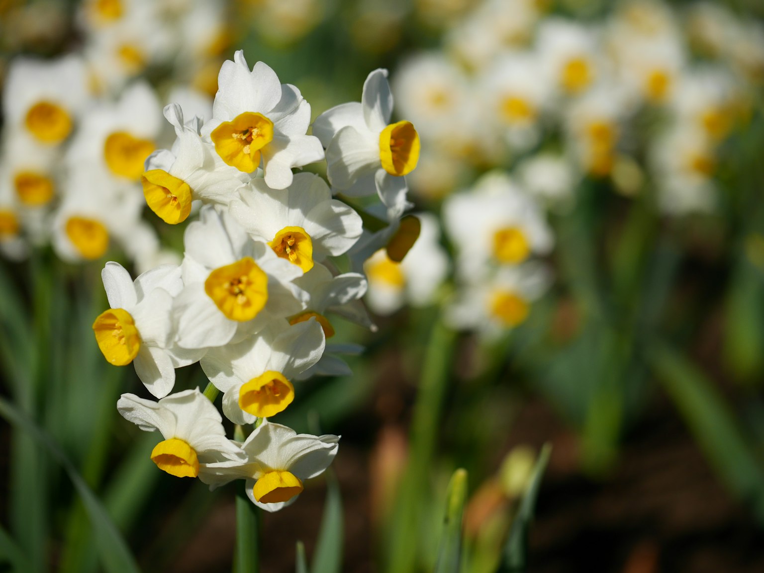 Close-up of white flowers with yellow centers of narcissus