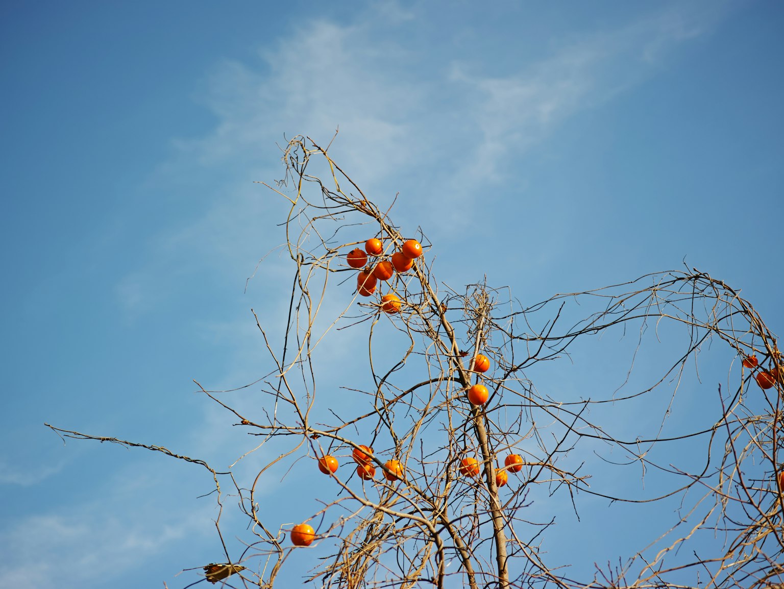Rami di un albero con frutti arancioni contro un cielo azzurro