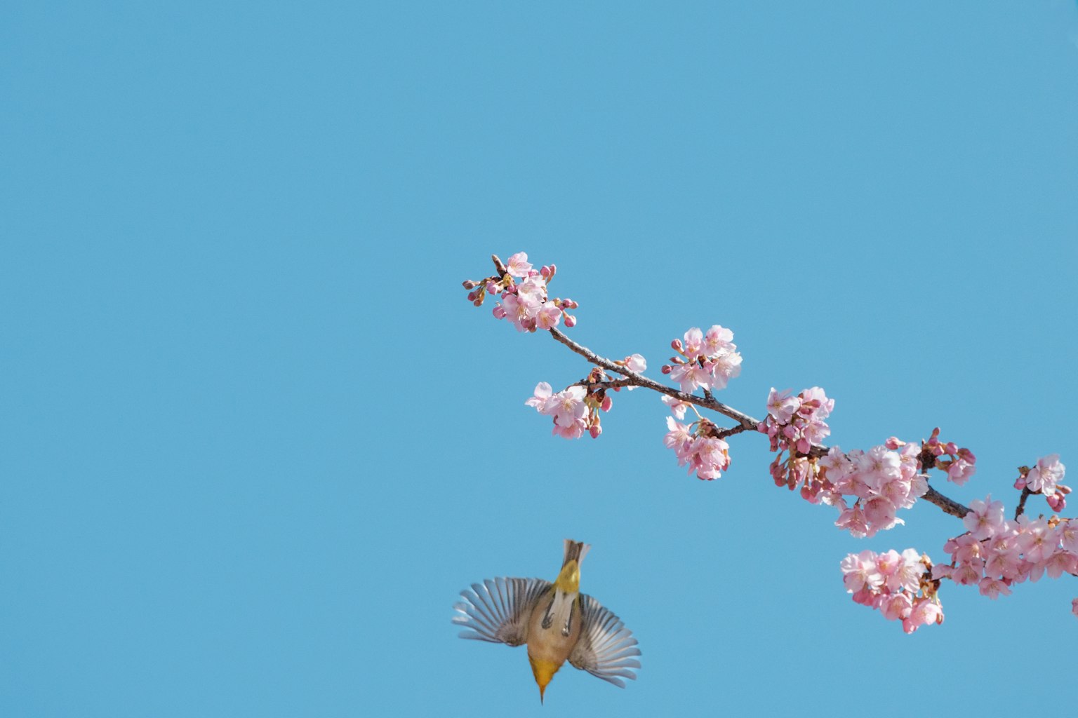 Seekor burung terbang di antara bunga sakura di bawah langit biru