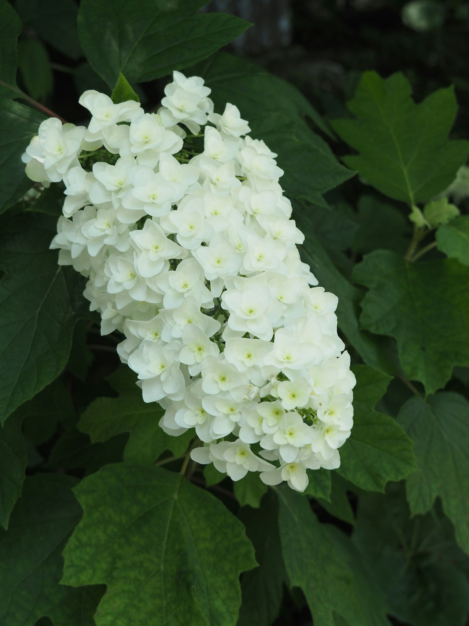 Cluster of white flowers on green leaves