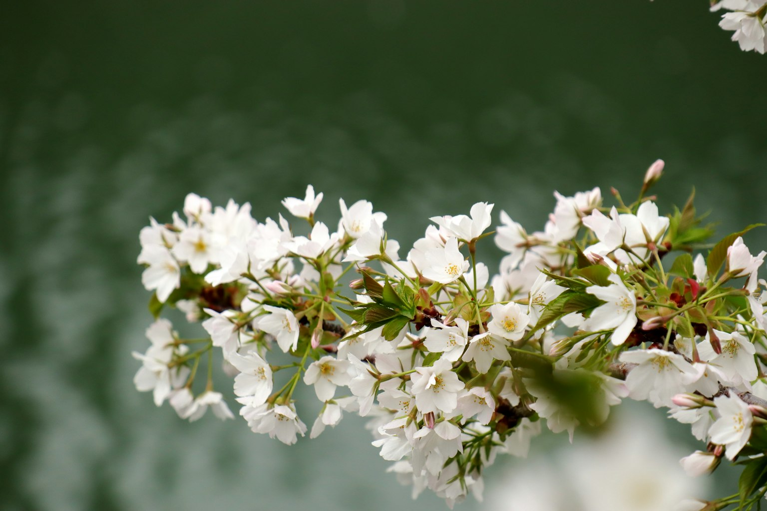 Primo piano di fiori di ciliegio bianchi su sfondo acquatico
