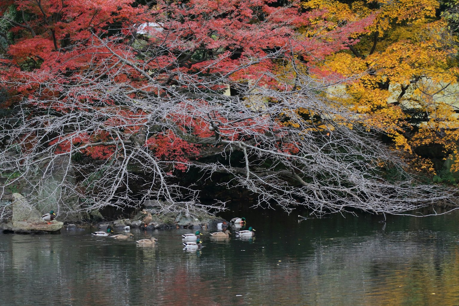 Árboles con hojas rojas y amarillas vibrantes sobre agua tranquila con patos nadando