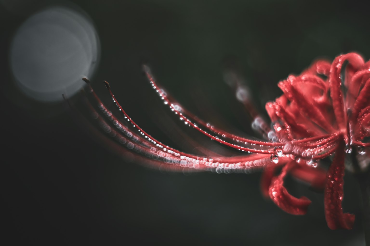 Gros plan d'une fleur rouge avec des gouttes d'eau