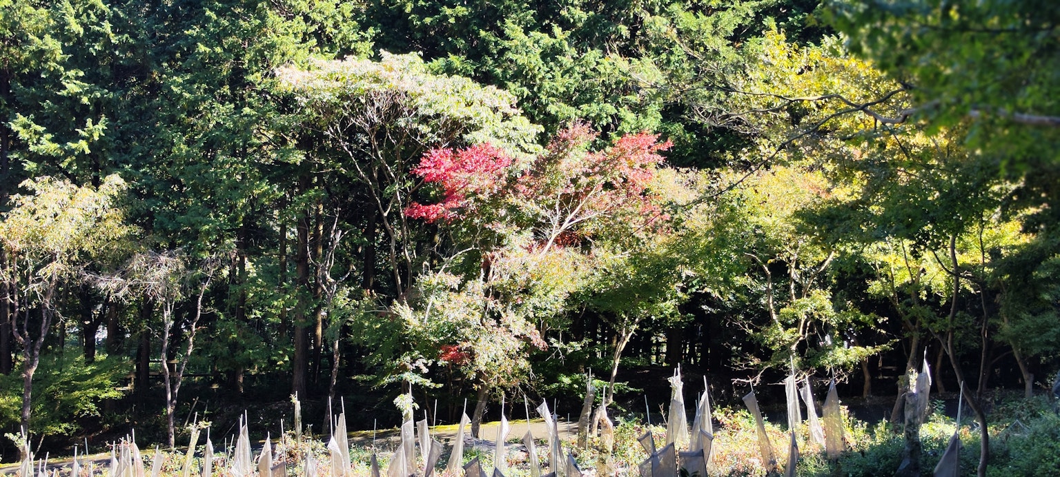 Paysage luxuriant avec des arbres colorés mettant en avant un feuillage d'automne