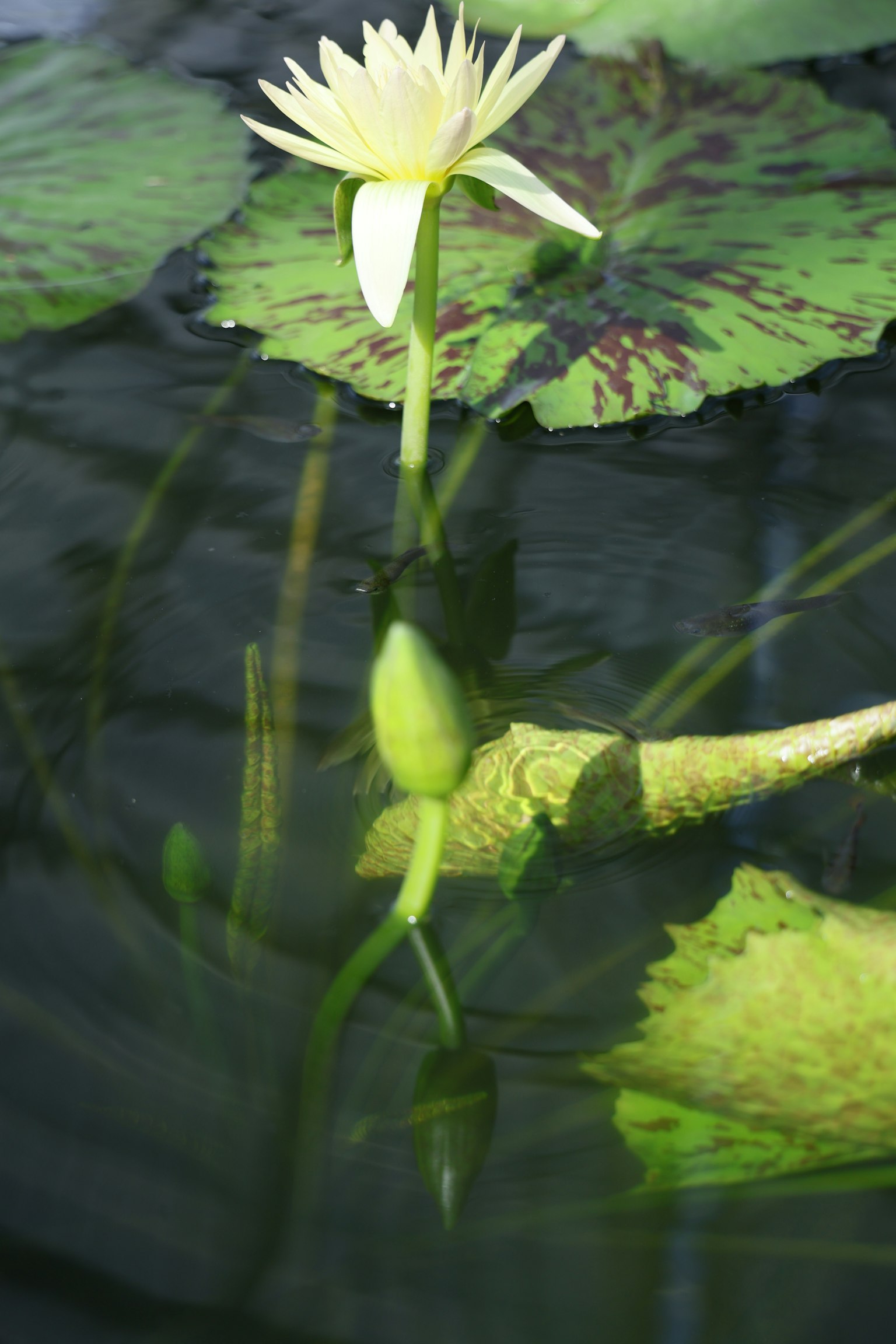 Weißes Wasserlilienblüten auf der Oberfläche mit grünen Seerosenblättern