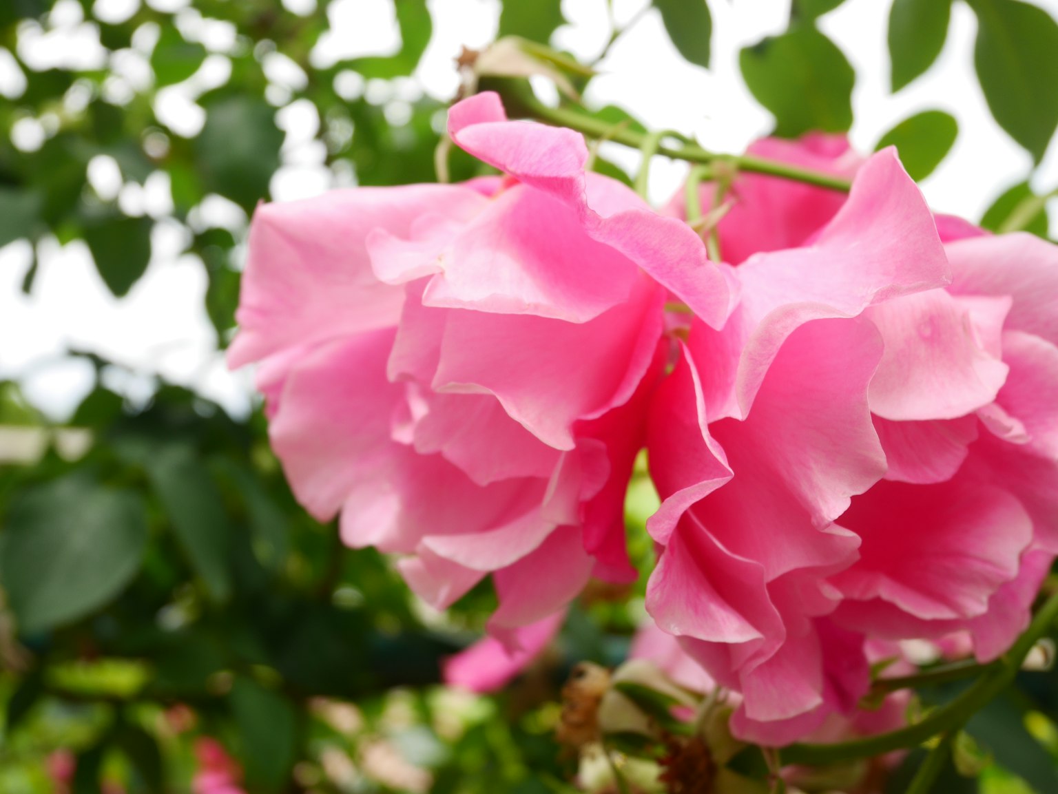 Petali di rosa rosa sovrapposti in modo bellissimo