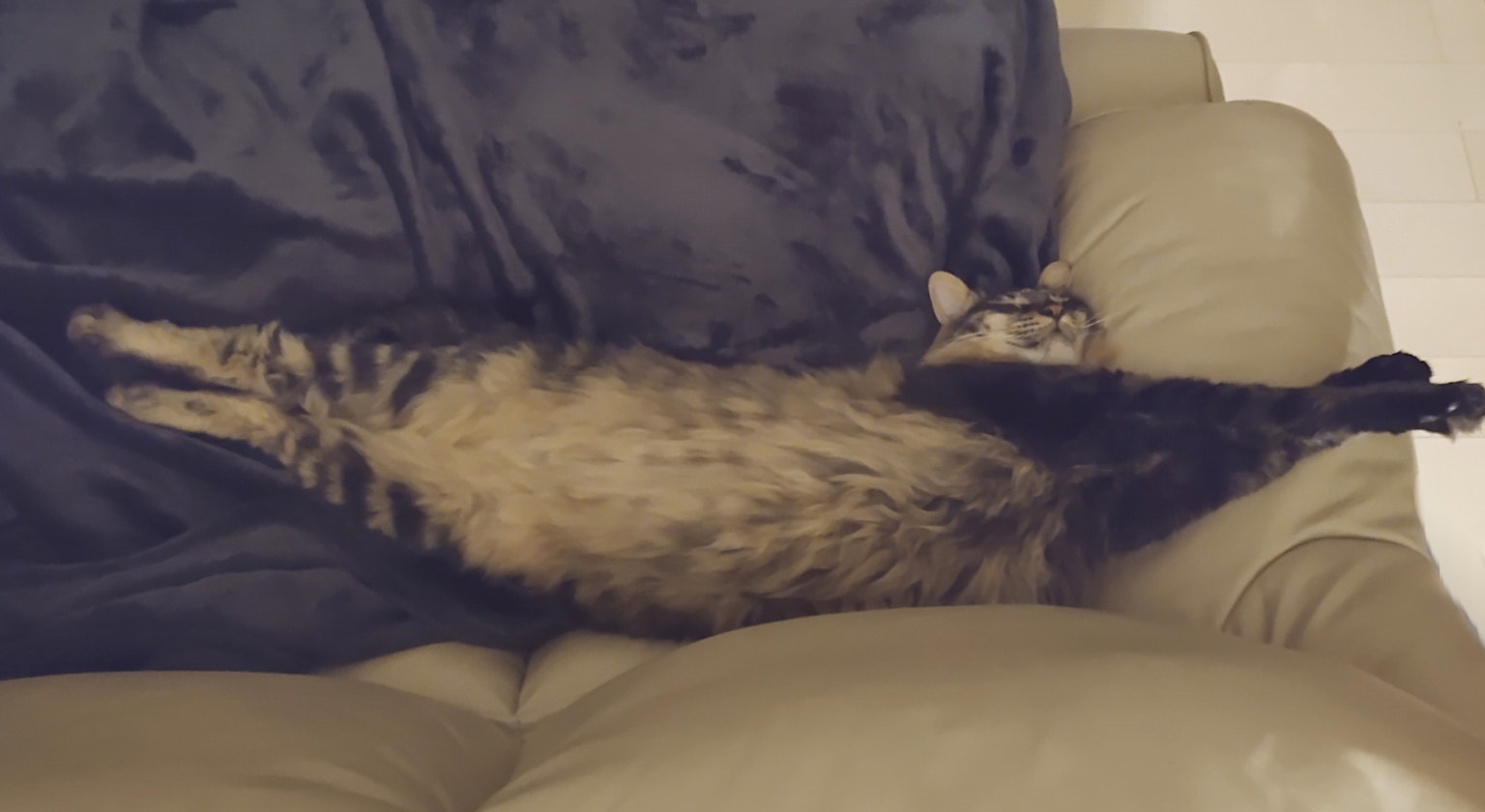Un gatto che si allunga su un divano