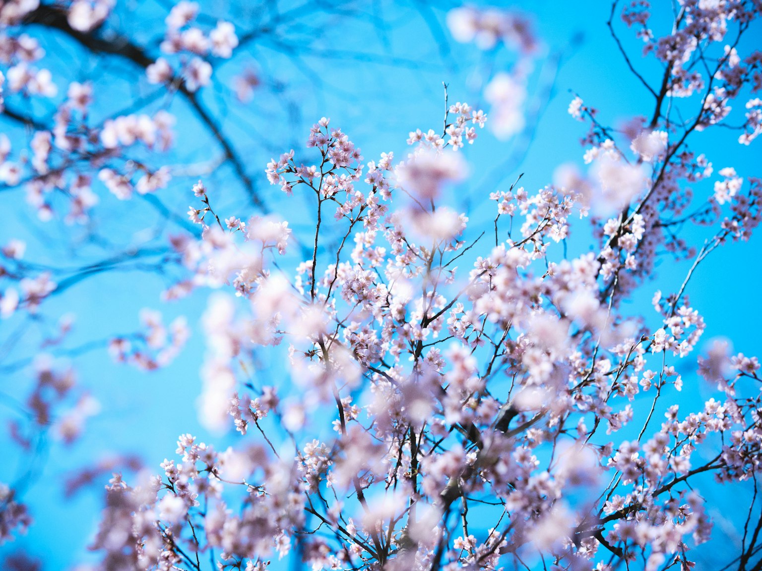 Fiori di ciliegio in fiore contro un cielo blu