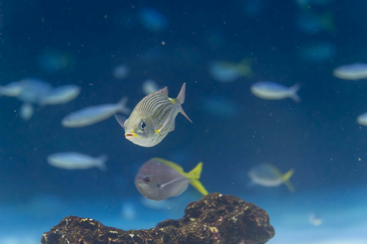 Szene von Fischen, die unter Wasser mit Steinen schwimmen