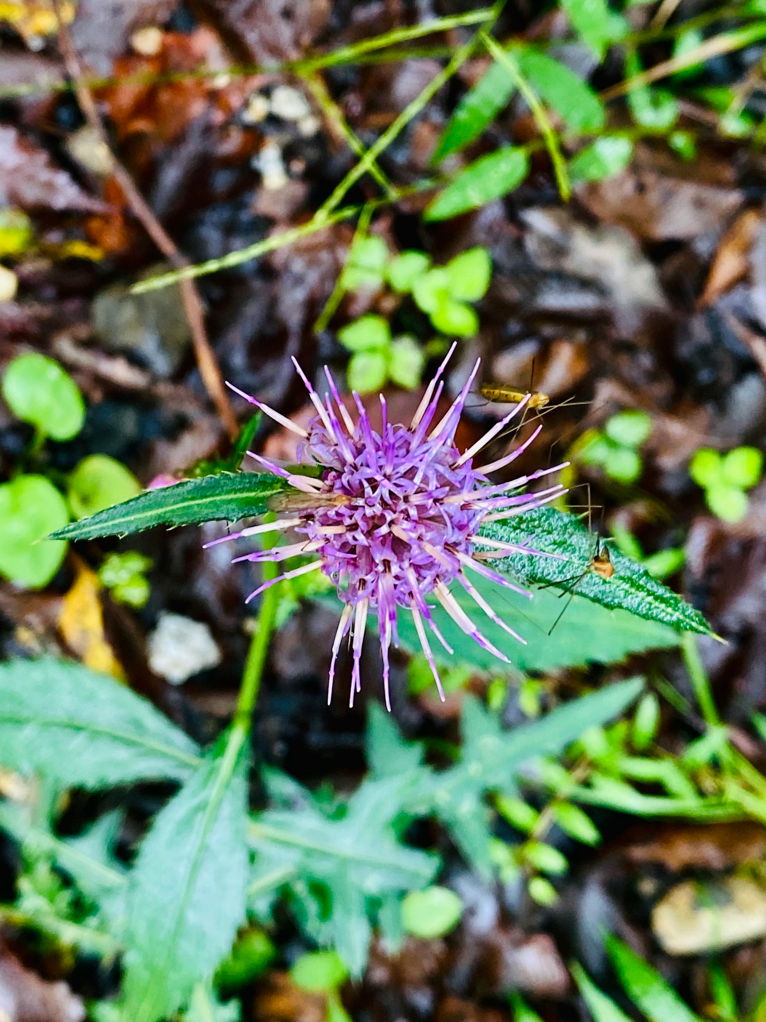 紫色花朵被綠色葉子和土壤包圍