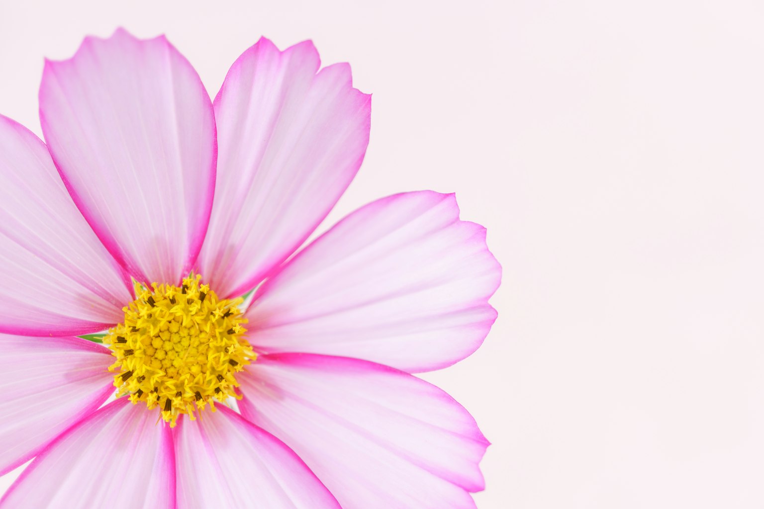 Close-up of a beautiful pink cosmos flower against a soft background