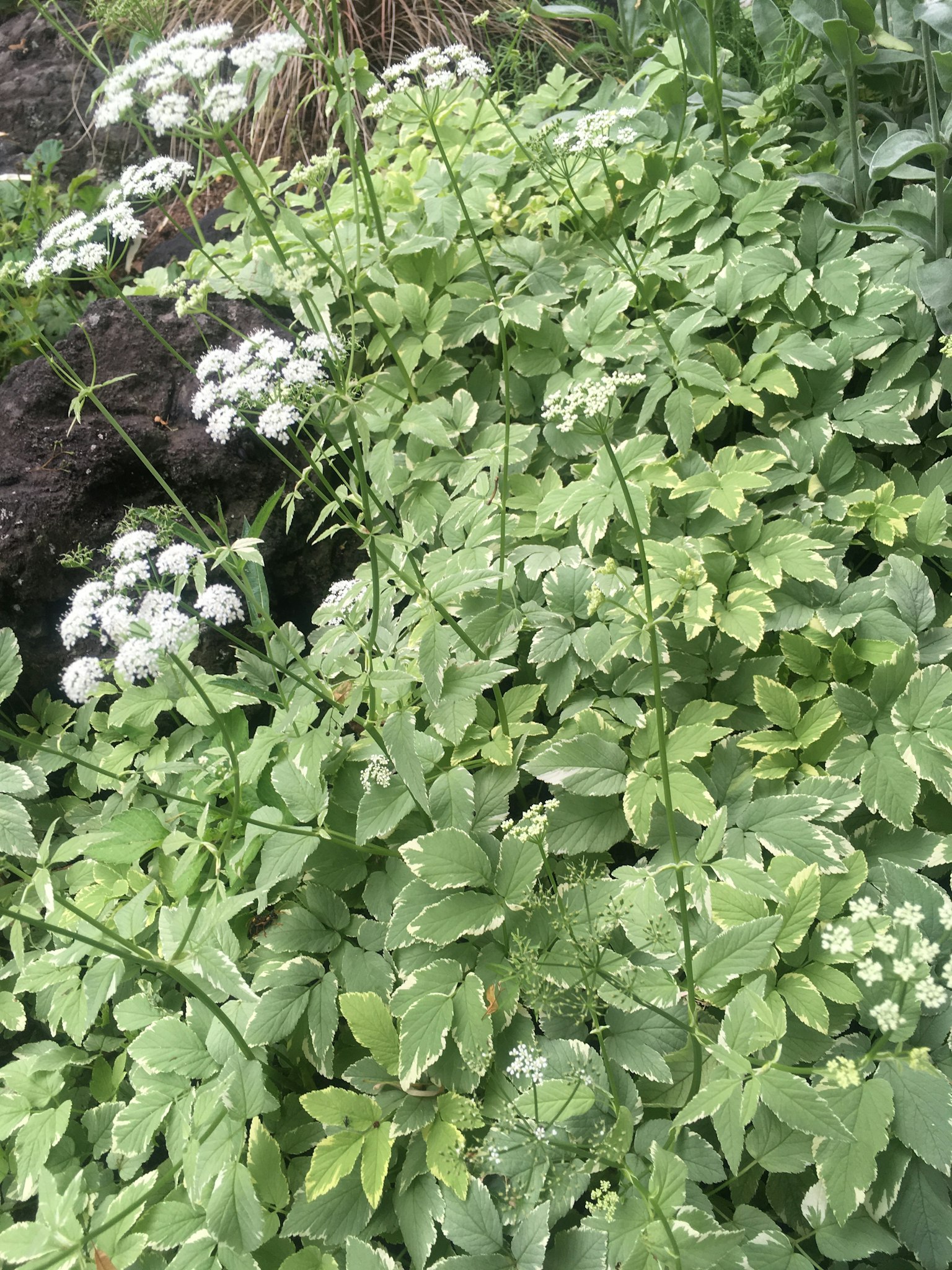 Vegetazione densa con fiori bianchi in un ambiente naturale