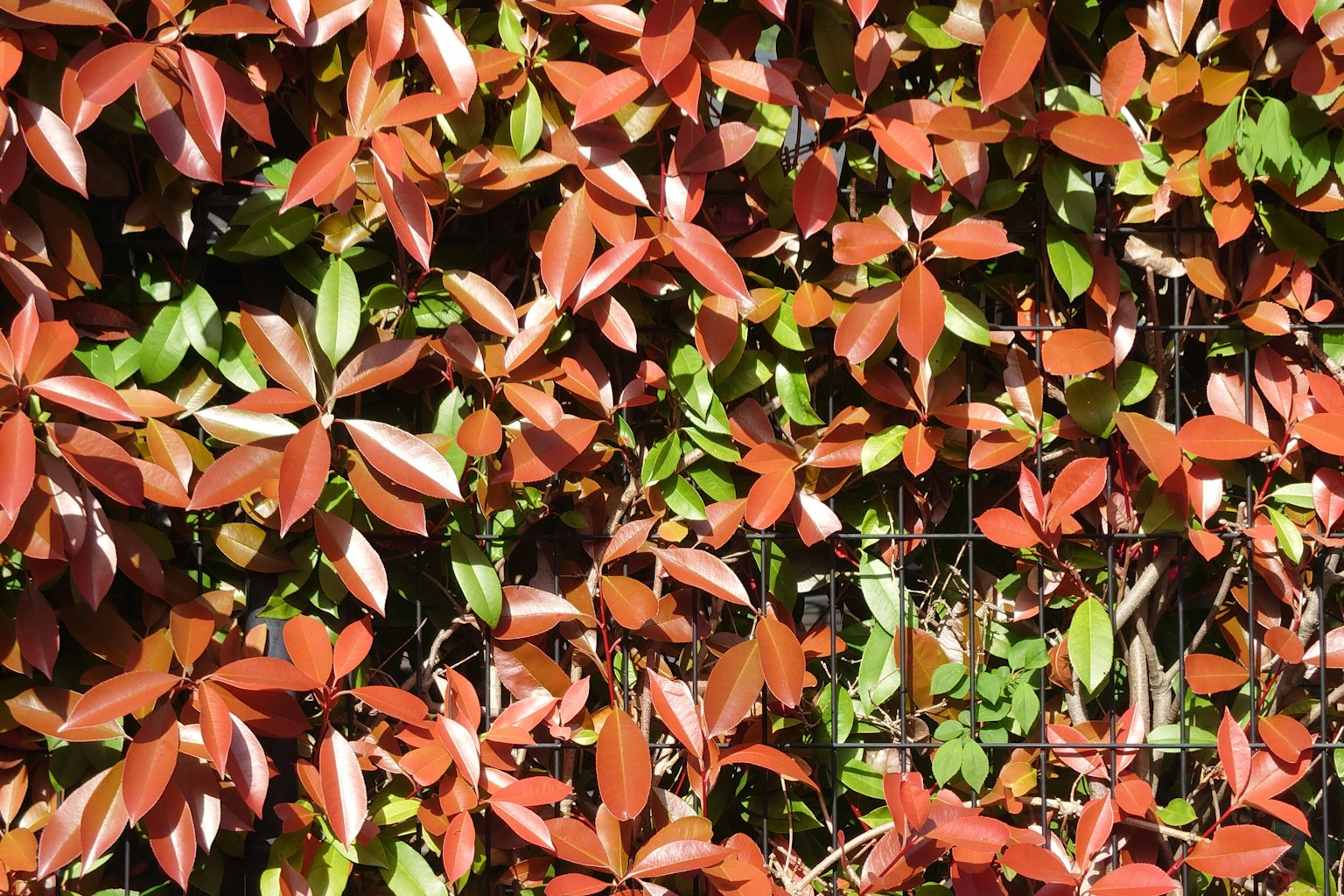 Primer plano de un seto colorido con hojas verdes y rojizas