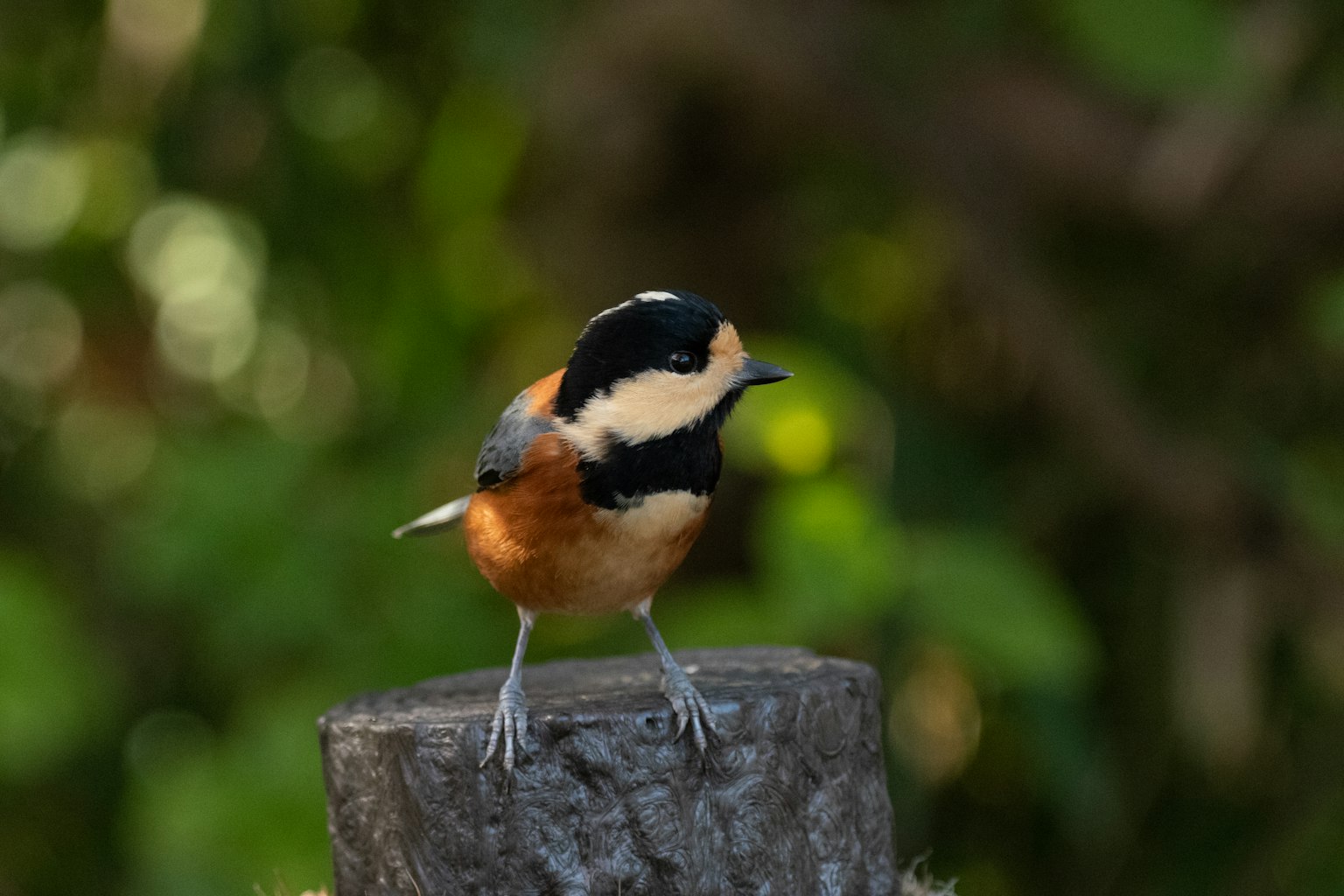 A small orange bird perched on a wooden stump facing slightly sideways