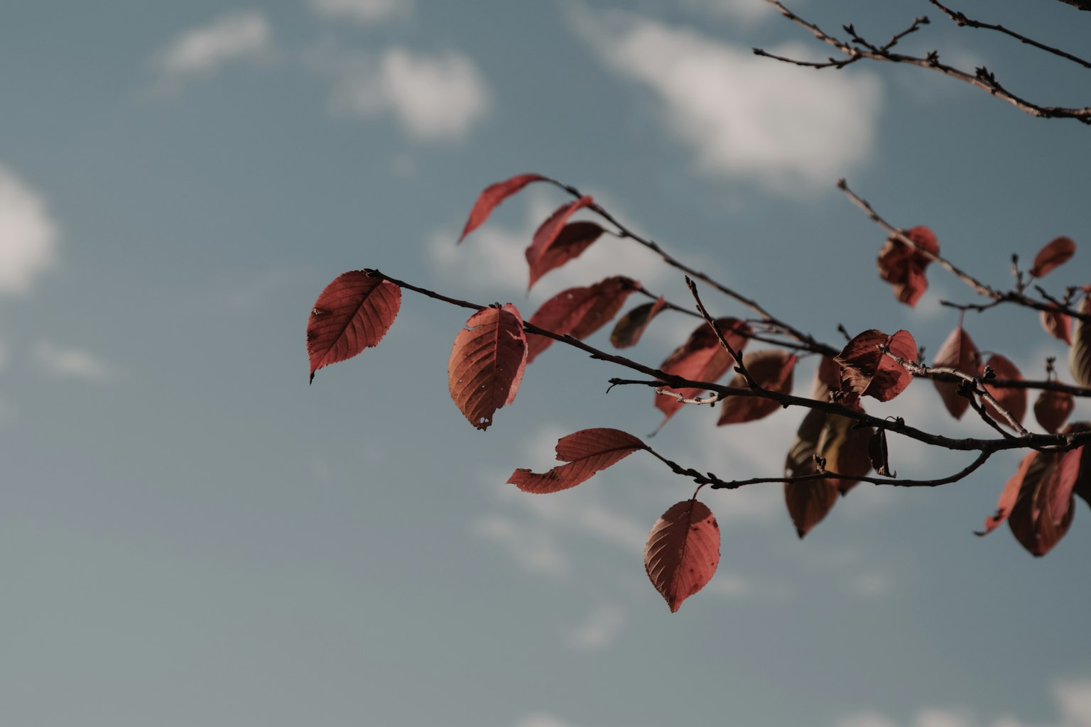 Branch with red leaves against a blue sky