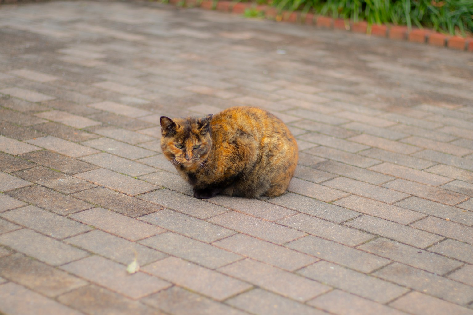Eine kleine Katze sitzt auf einer Pflastersteingfläche