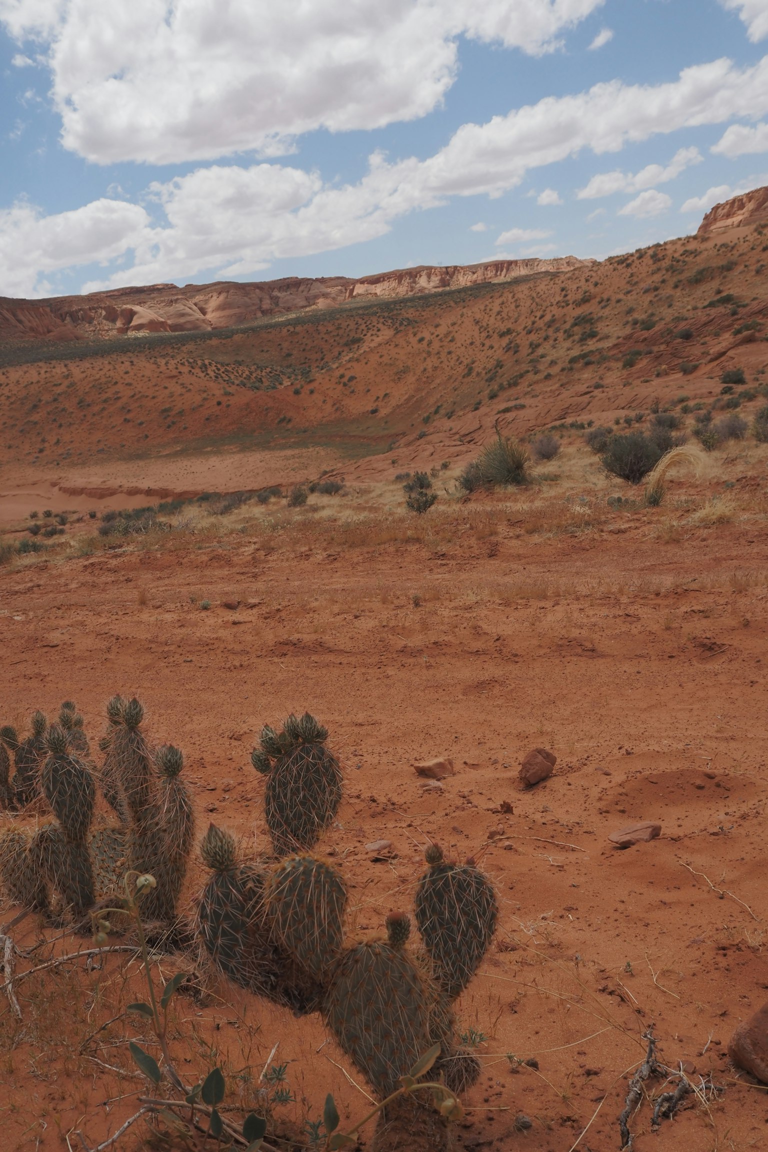 Paysage sec de sol rouge avec des cactus et un ciel bleu