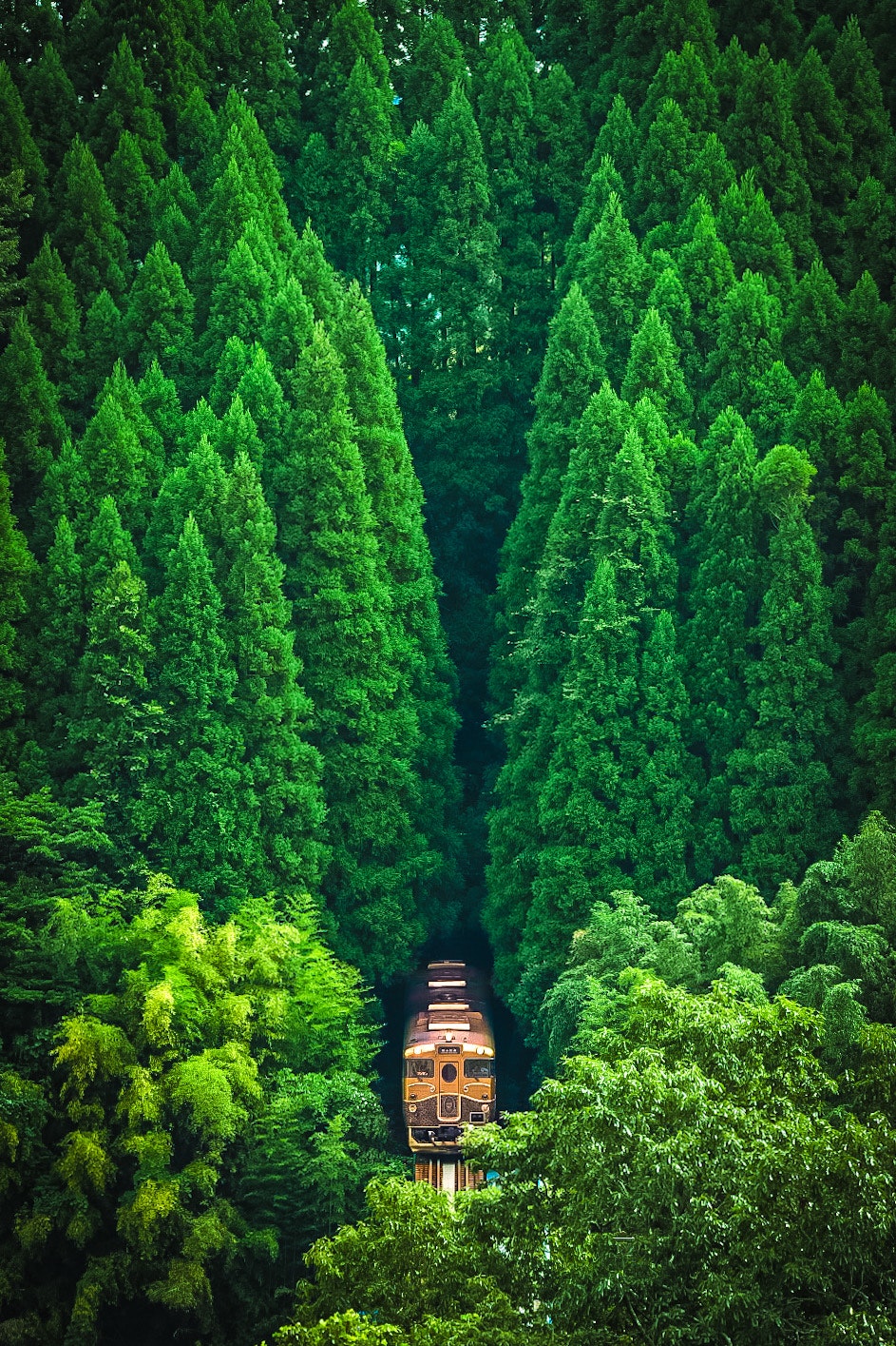 kereta melintas di hutan