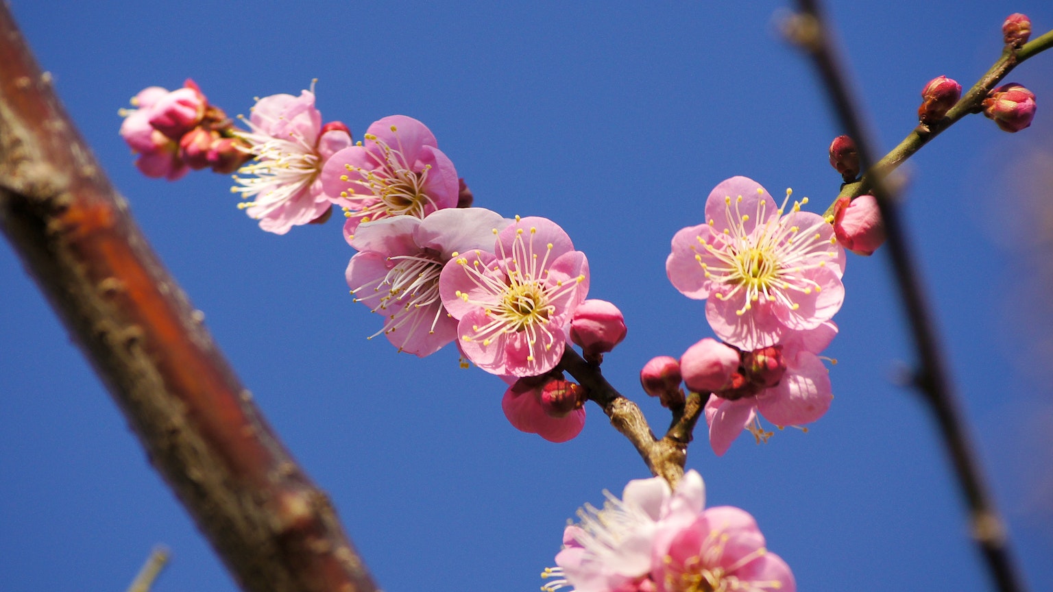 Zweig mit Pflaumenblüten vor blauem Himmel