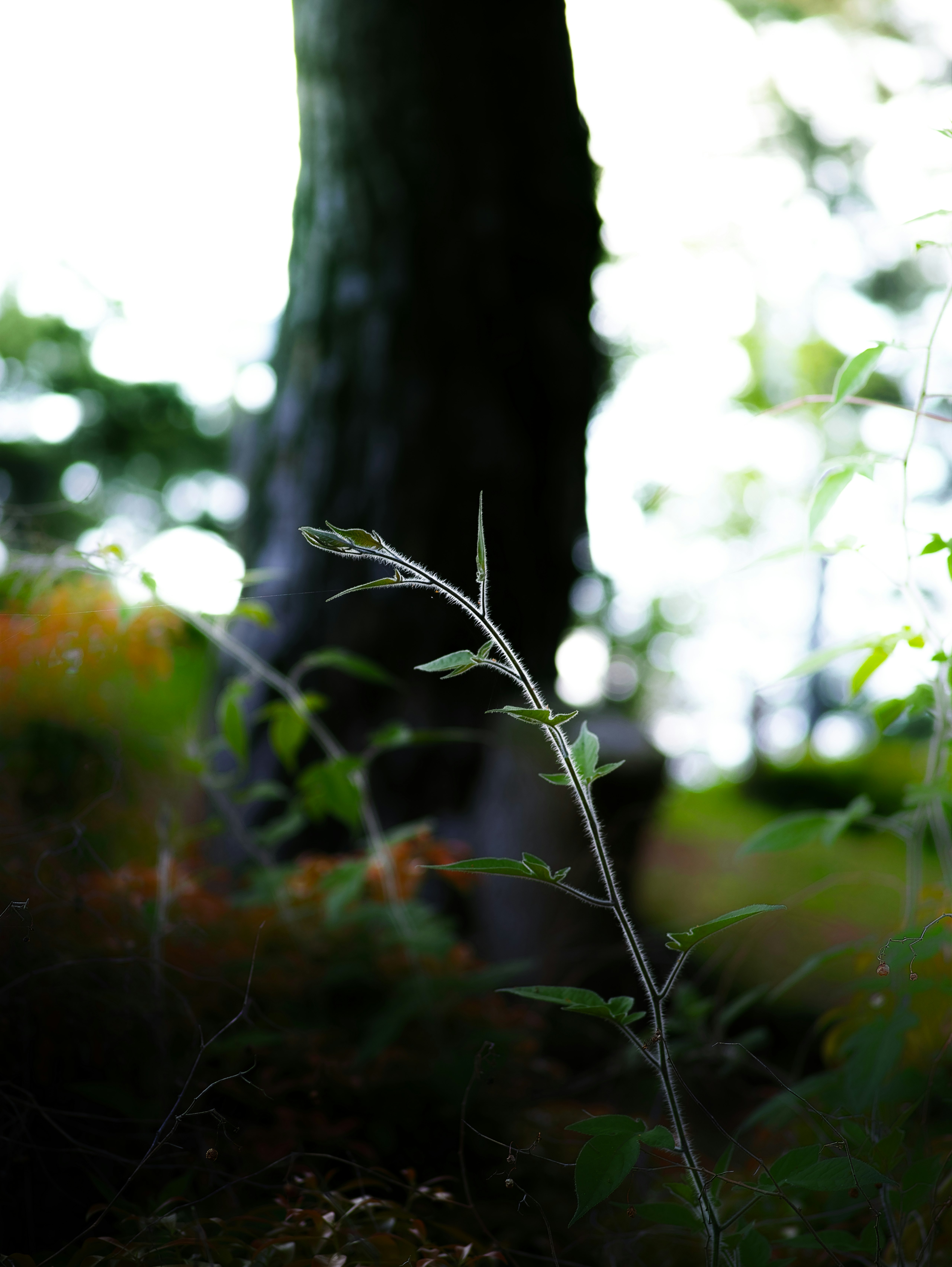 緑の葉を持つ細い茎と木の幹が背景に見える自然の風景
