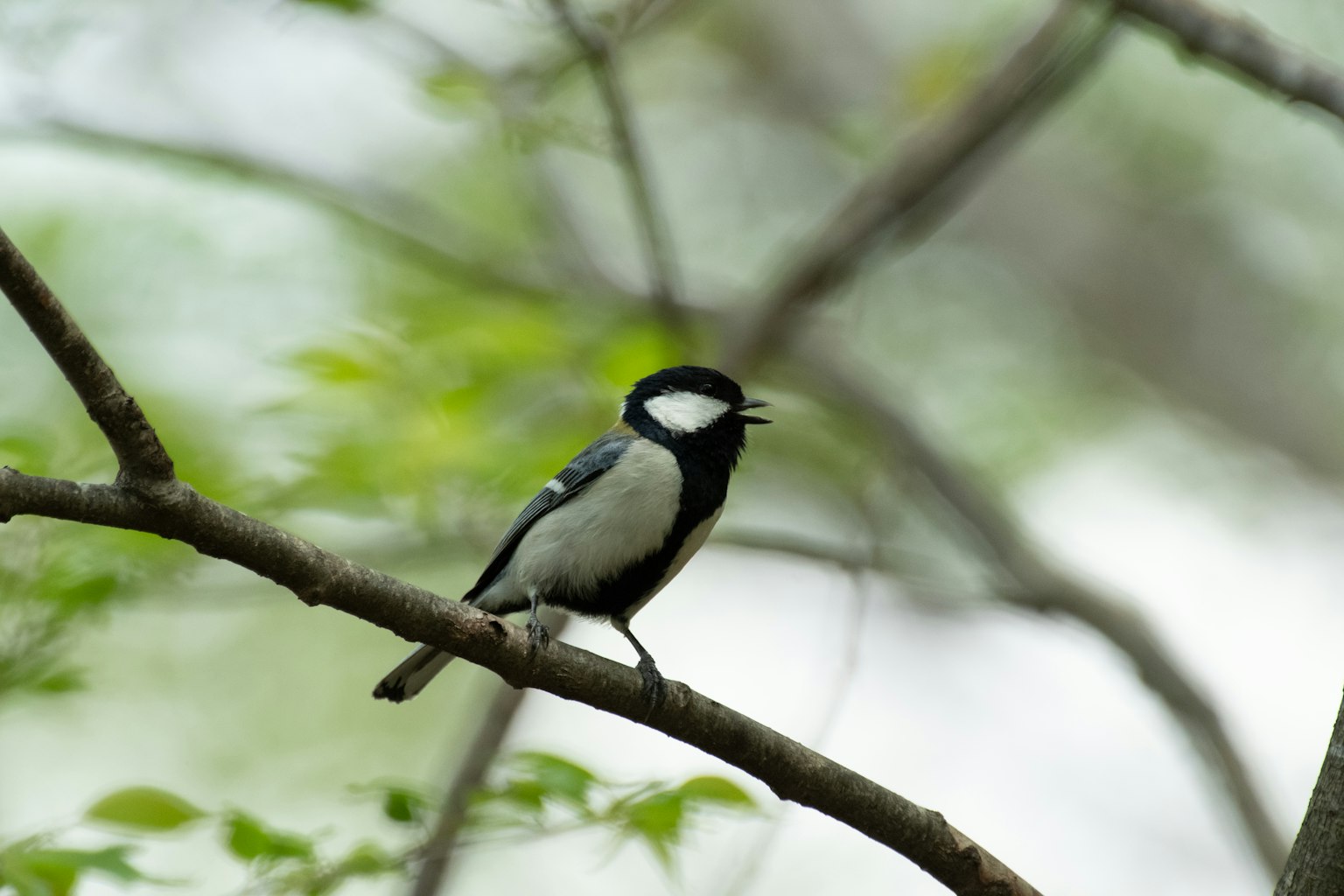 Small bird perched on a branch black and white plumage distinctive feather colors