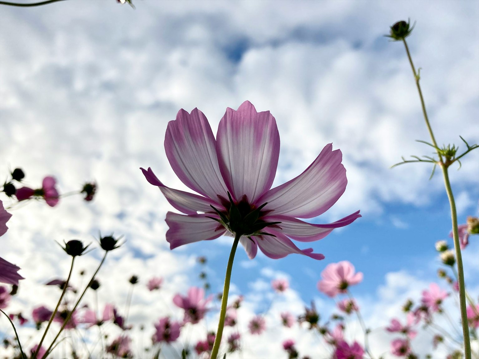 Primo piano di un fiore rosa su uno sfondo di cielo blu con nuvole bianche