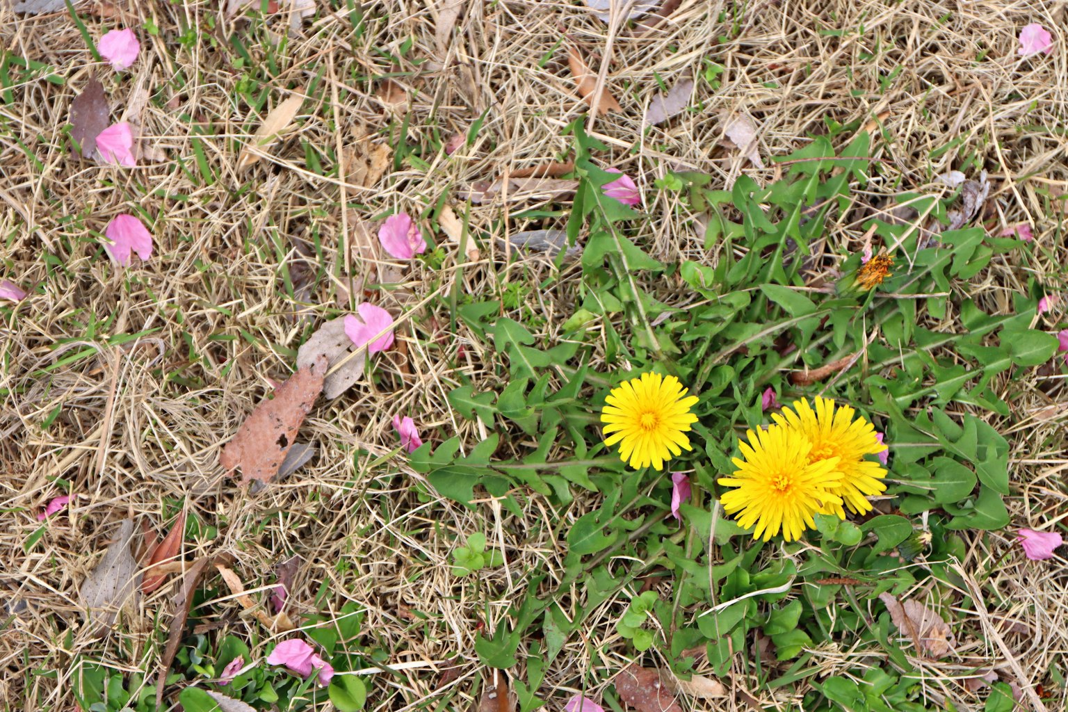 Dandelion kuning dengan kelopak merah muda berserakan di atas rumput
