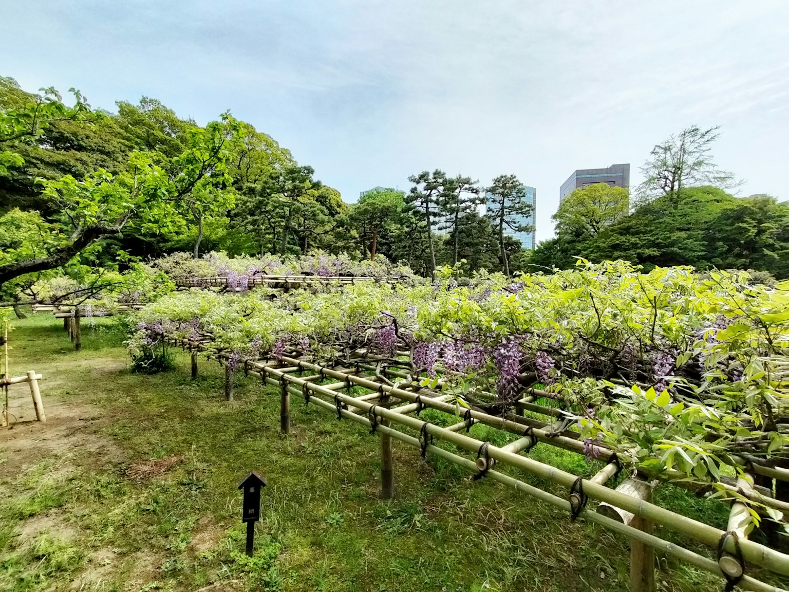 盛开的紫色紫藤花和高楼大厦背景的花园风景