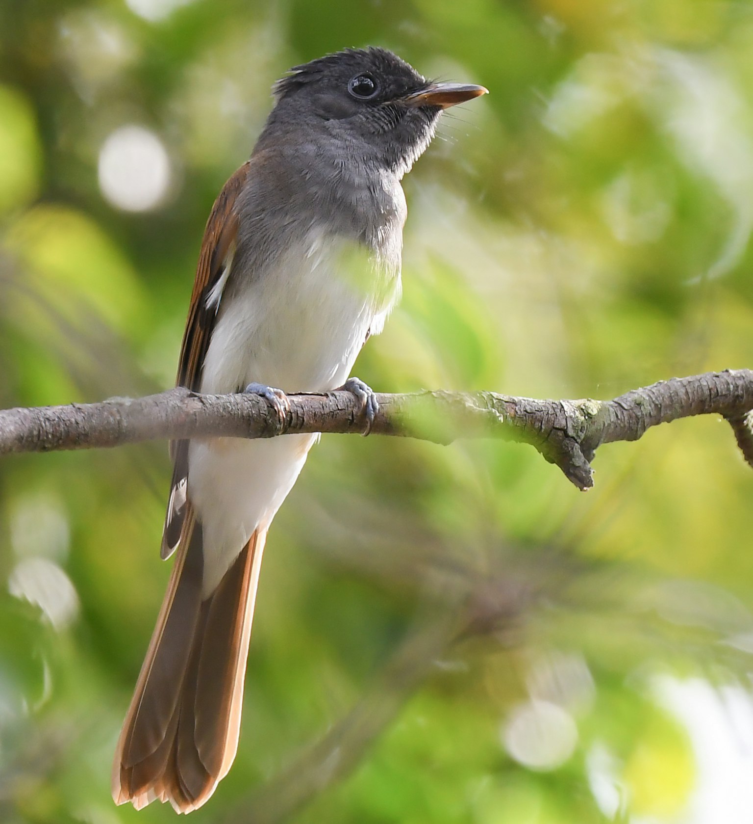 Un pequeño pájaro posado en una rama con plumaje gris y blanco