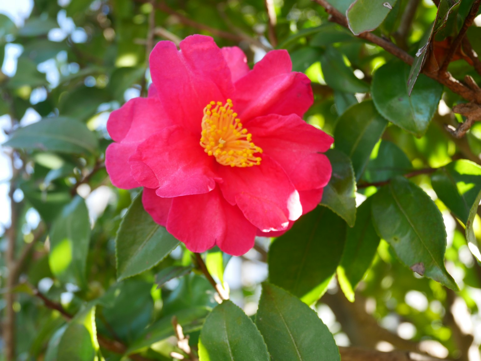 Flor de camelia rosa vibrante rodeada de hojas verdes