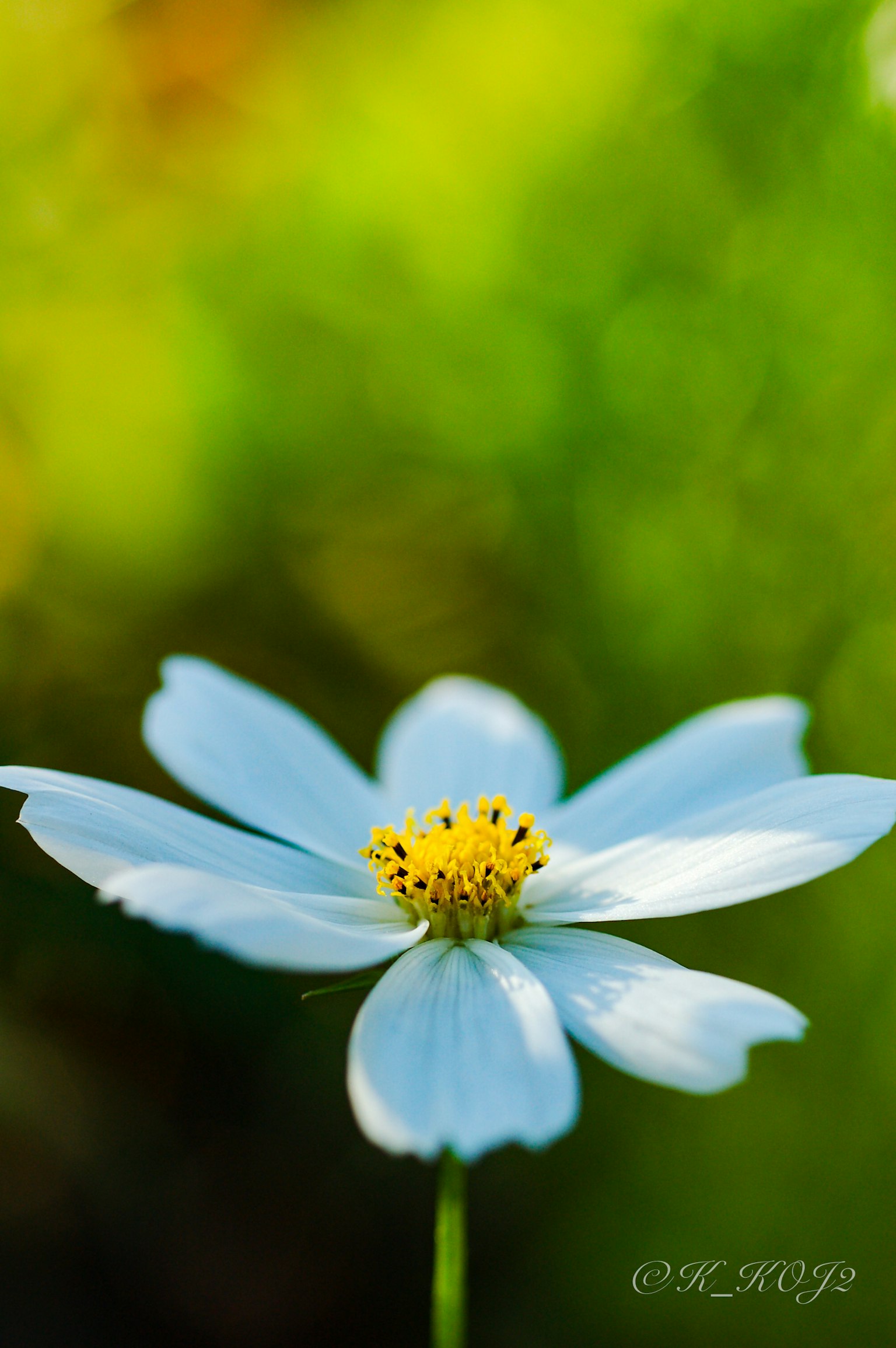 Immagine ravvicinata di un fiore con petali blu e un centro giallo