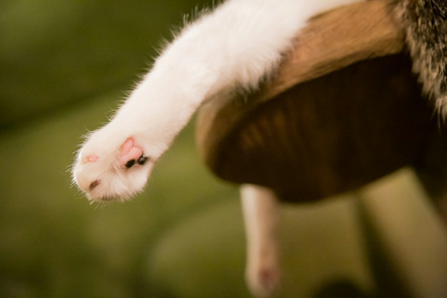 A white cat's paw hanging off a wooden surface