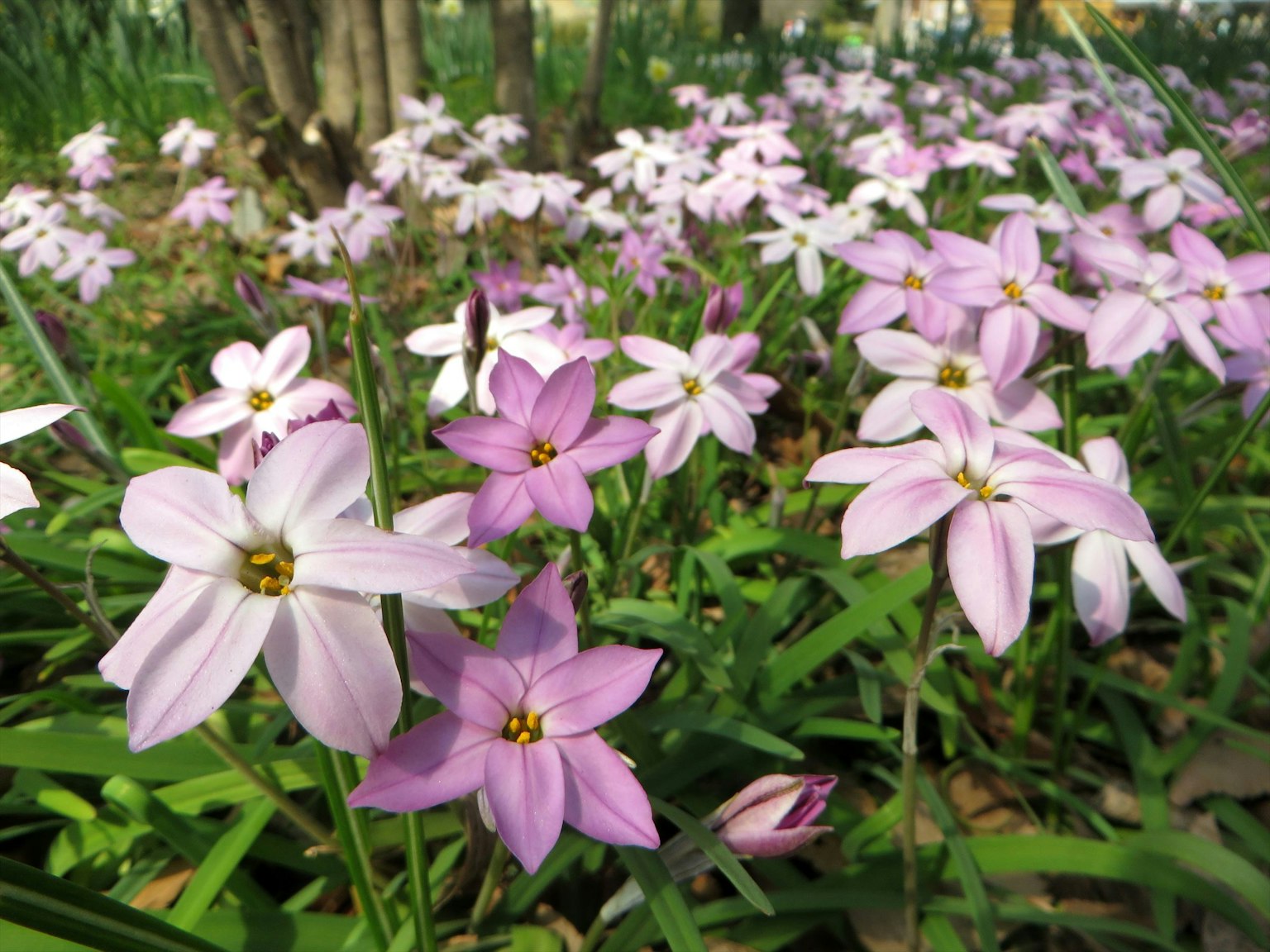 Beautiful scene of pink flowers blooming in a green grassy area
