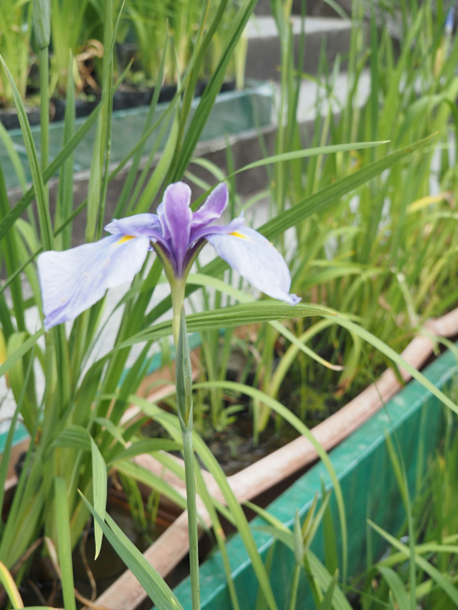 Irisblume mit lila Blütenblättern blüht zwischen grünem Gras