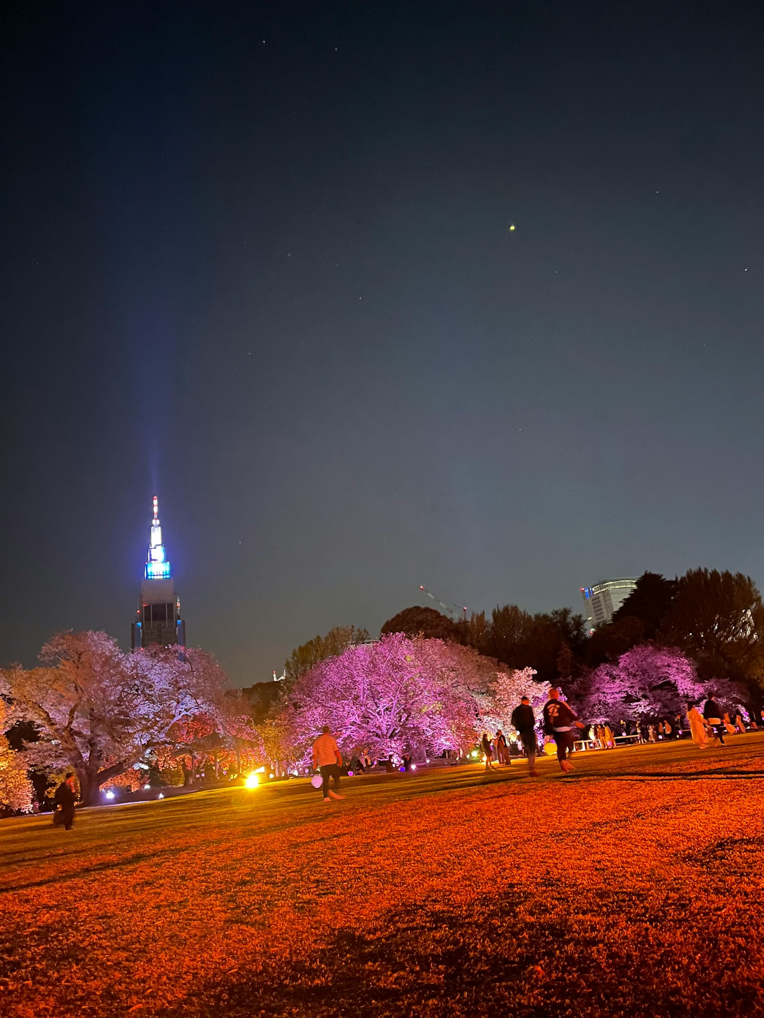 Árboles de cerezo iluminados por la noche con la luz azul de la Torre de Tokio