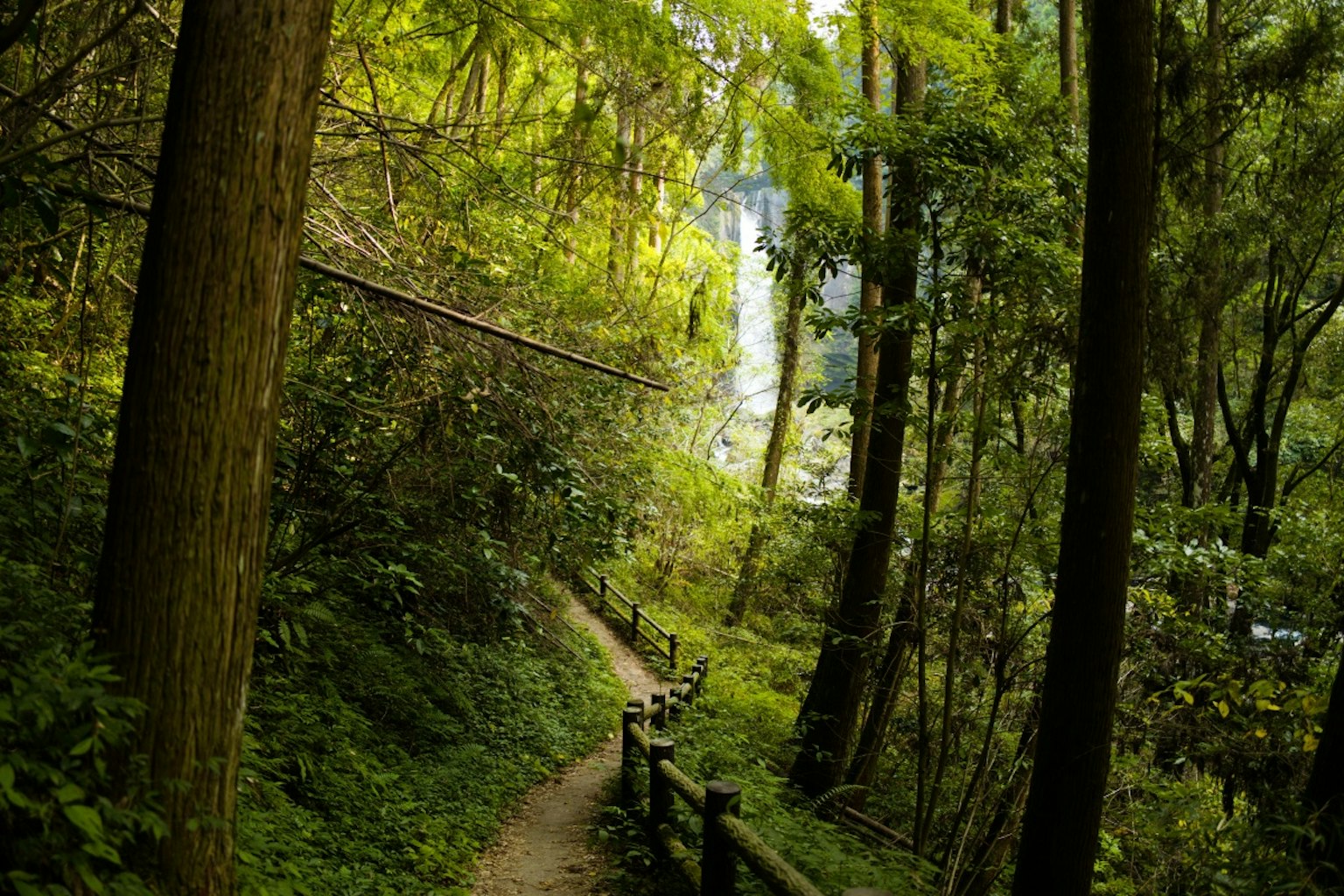 Jalan setapak di hutan rimbun dengan pepohonan tinggi